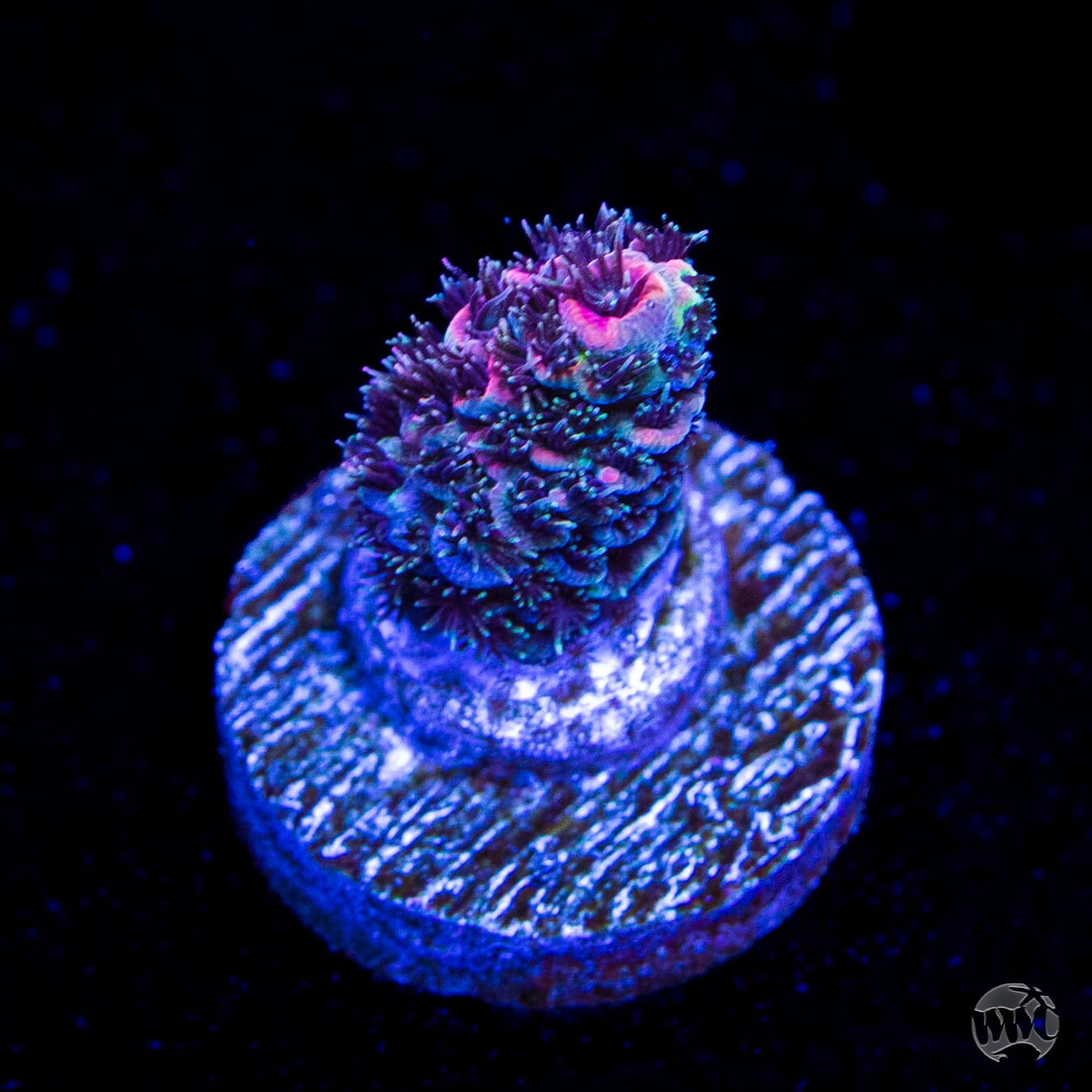 Rose Mille Acropora