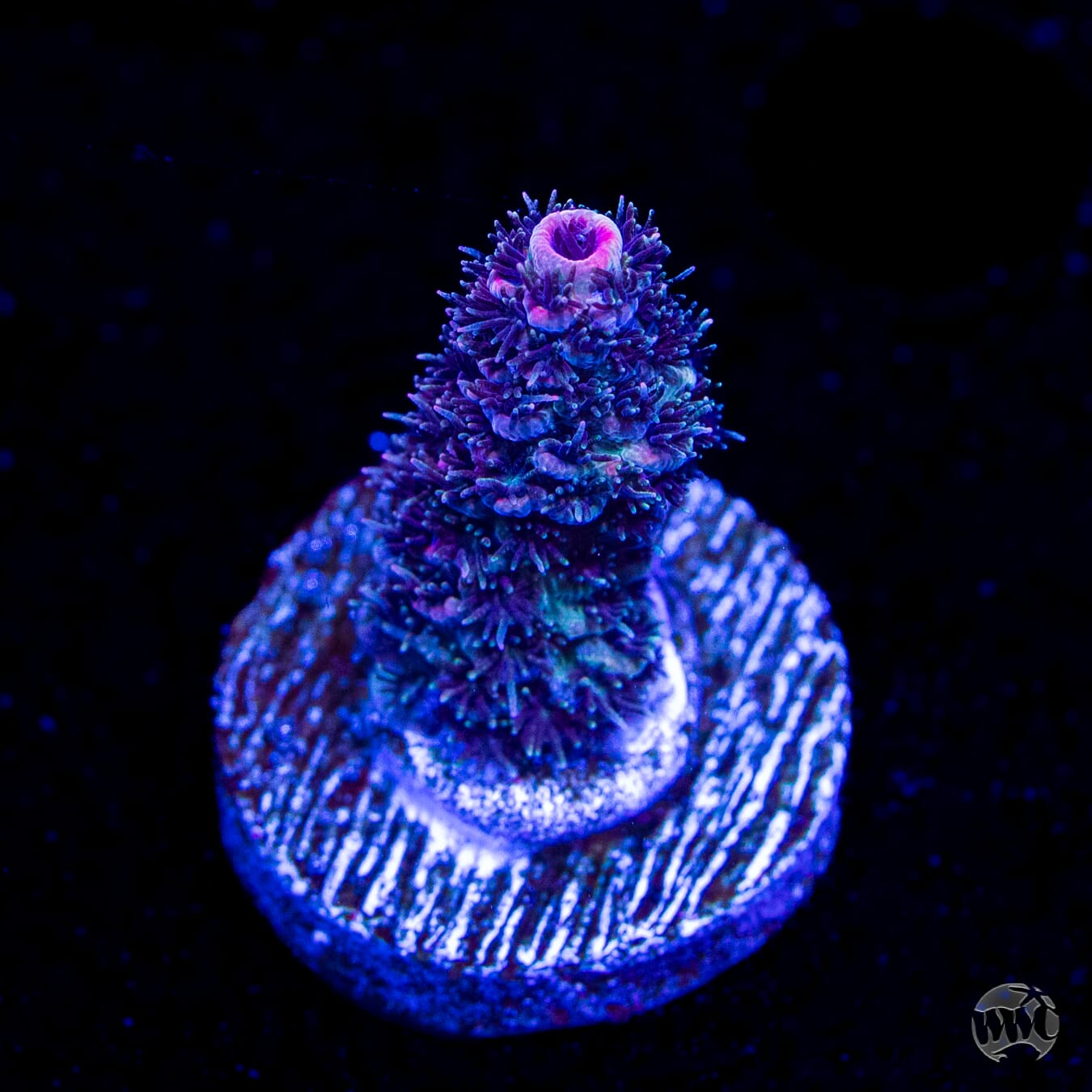 Rose Mille Acropora