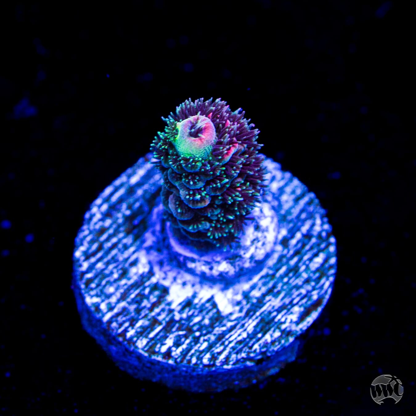 Rose Mille Acropora