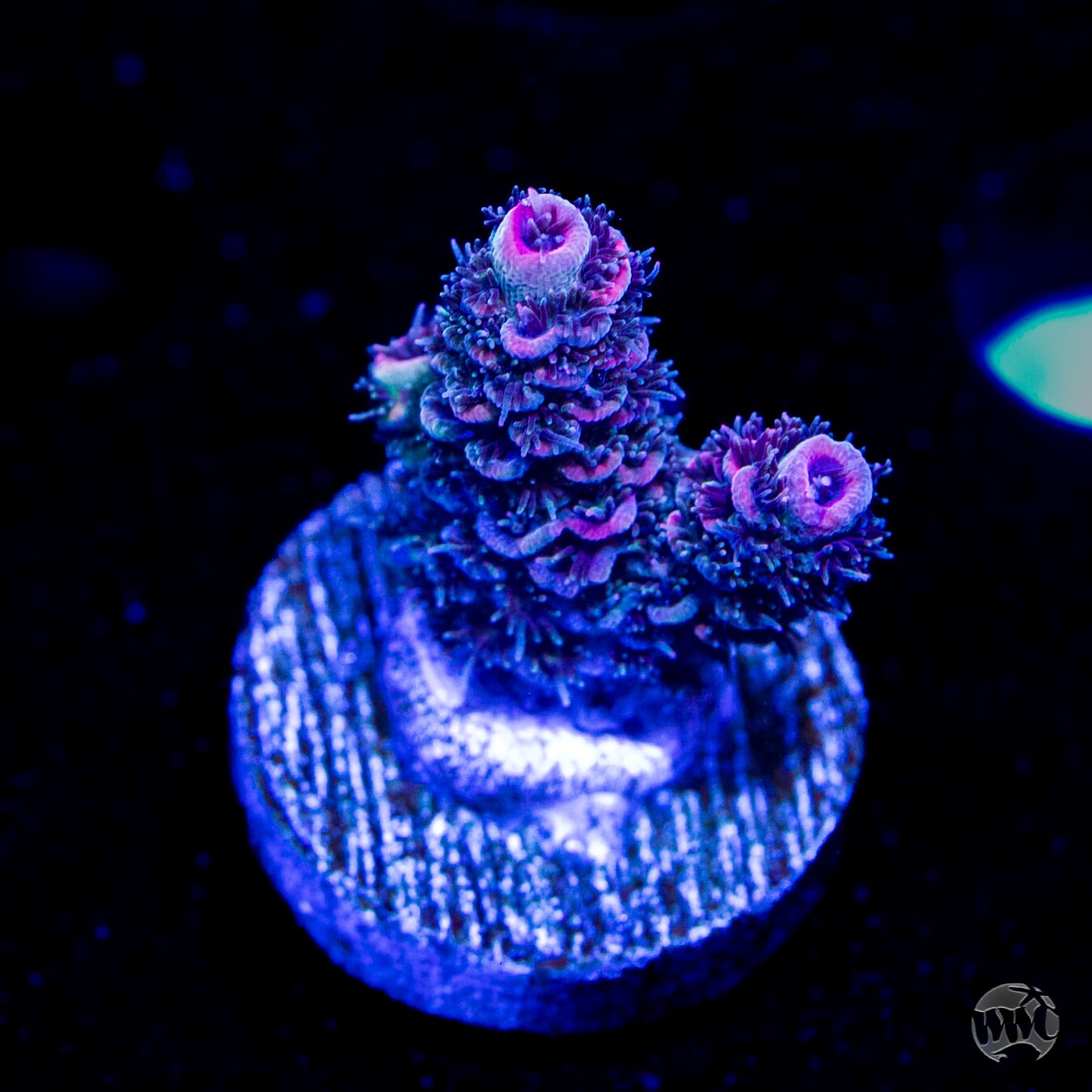 Rose Mille Acropora