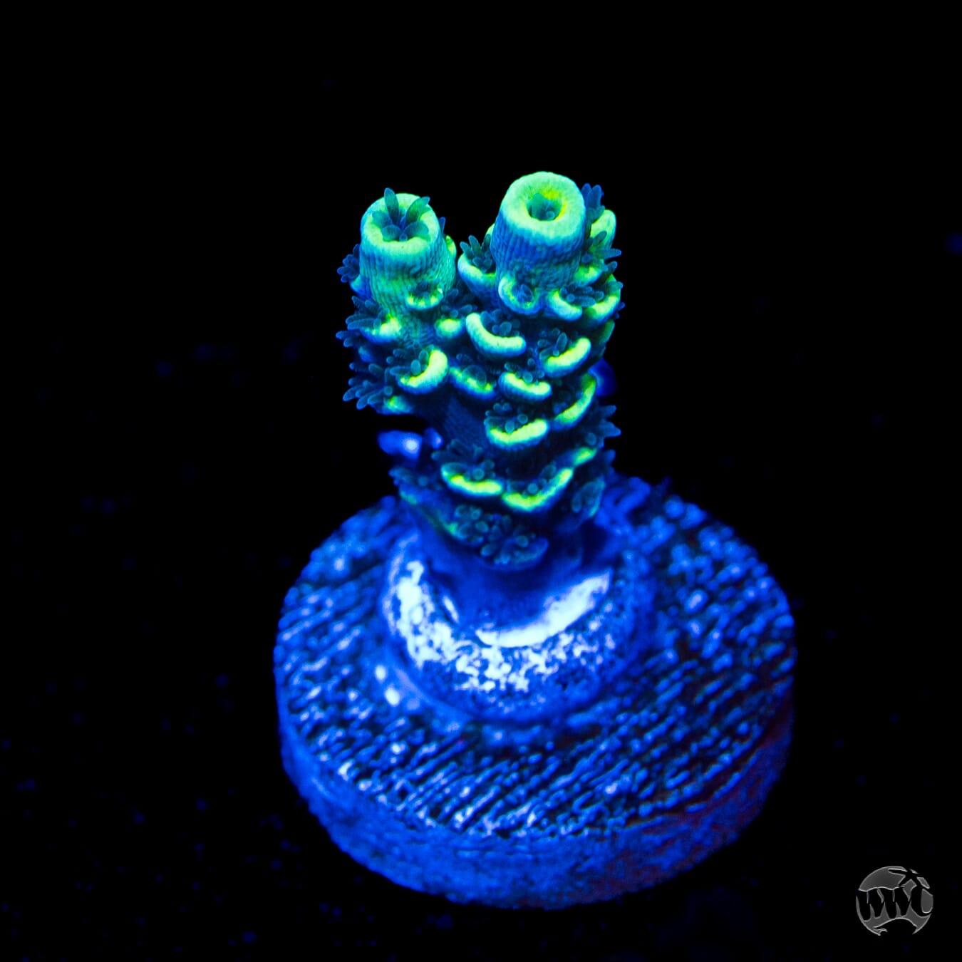 WWC Malibu Surfer Acropora