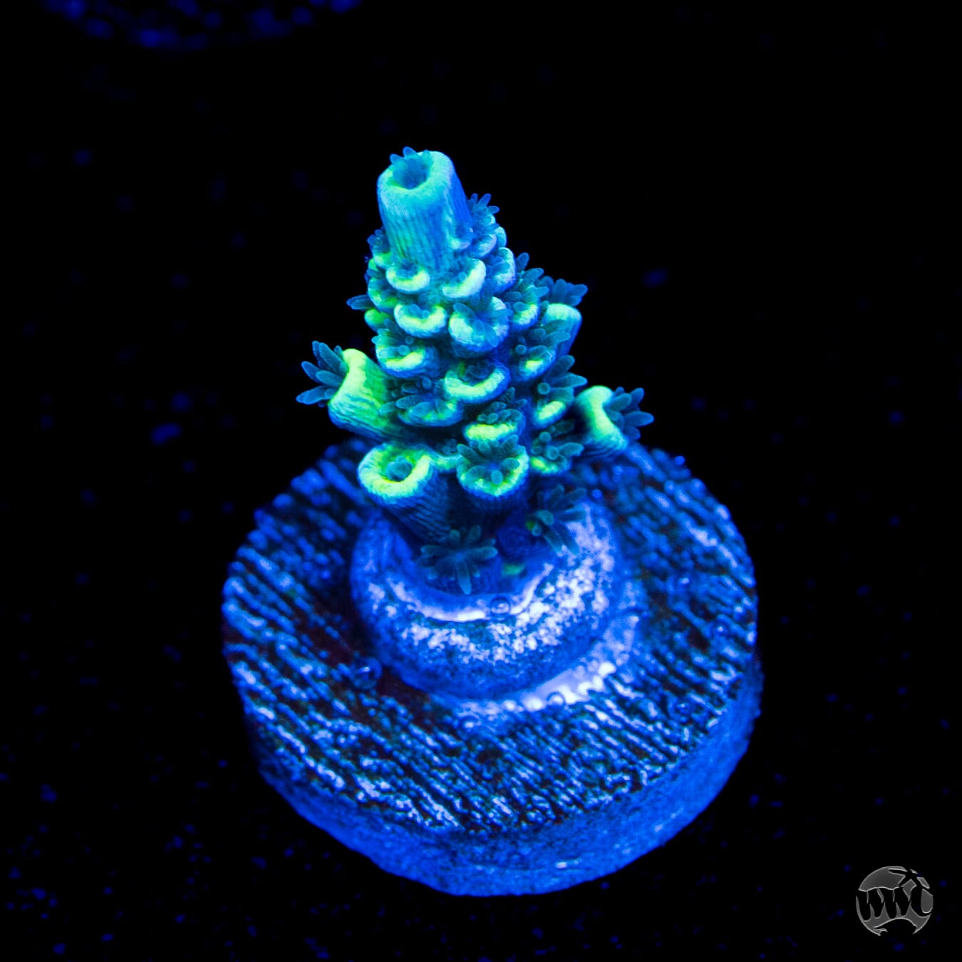 WWC Malibu Surfer Acropora