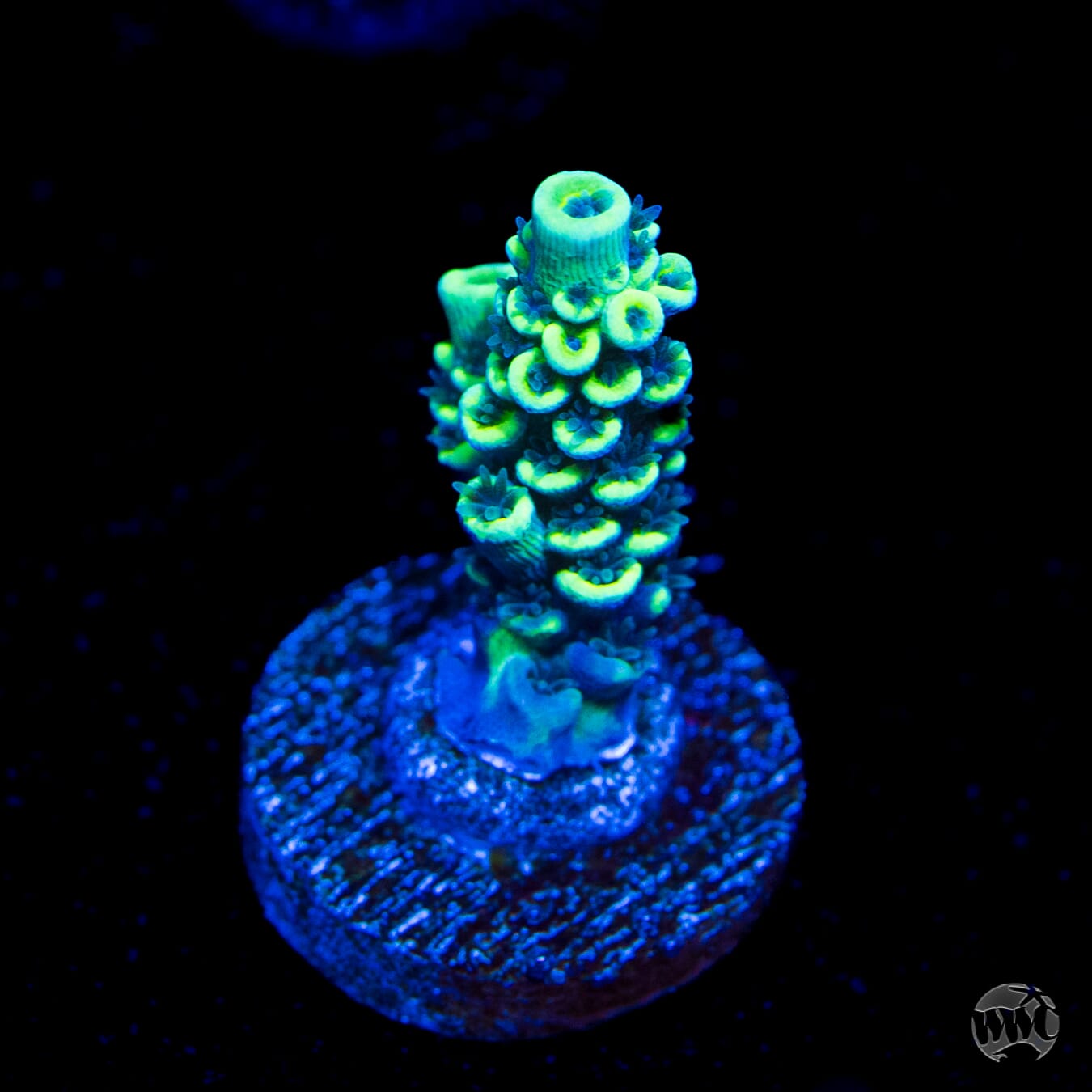 WWC Malibu Surfer Acropora