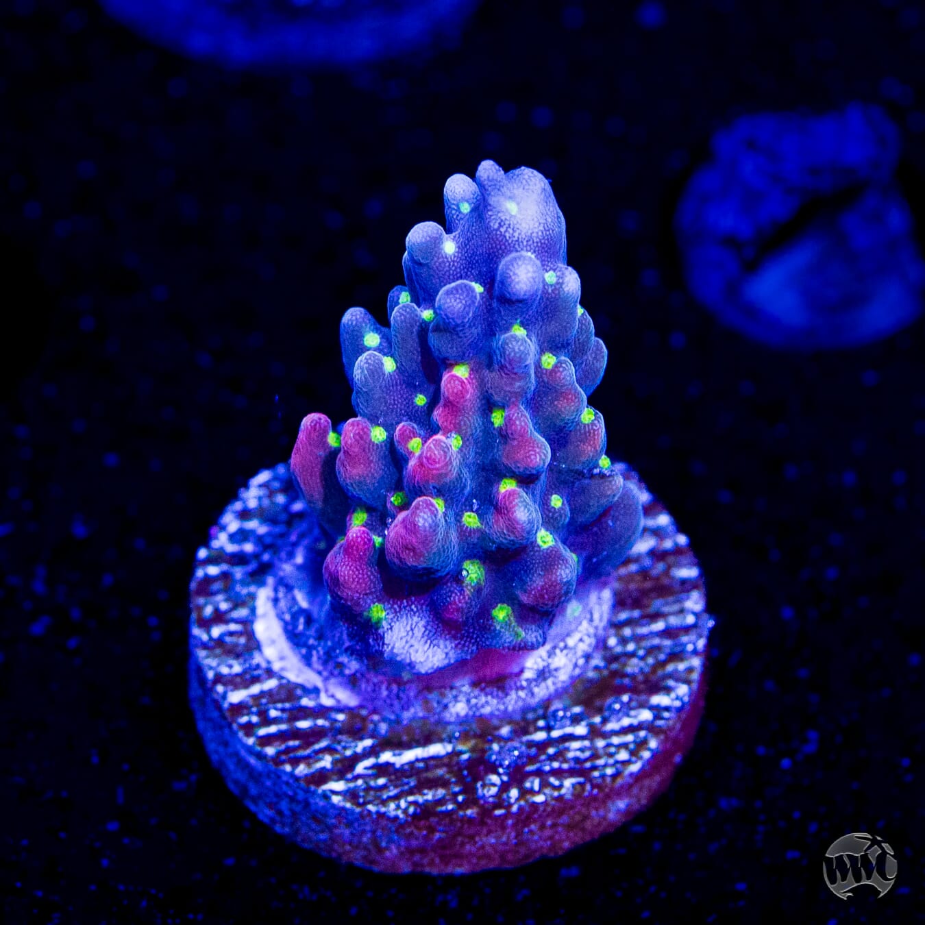 WWC Fruit Mix Acropora