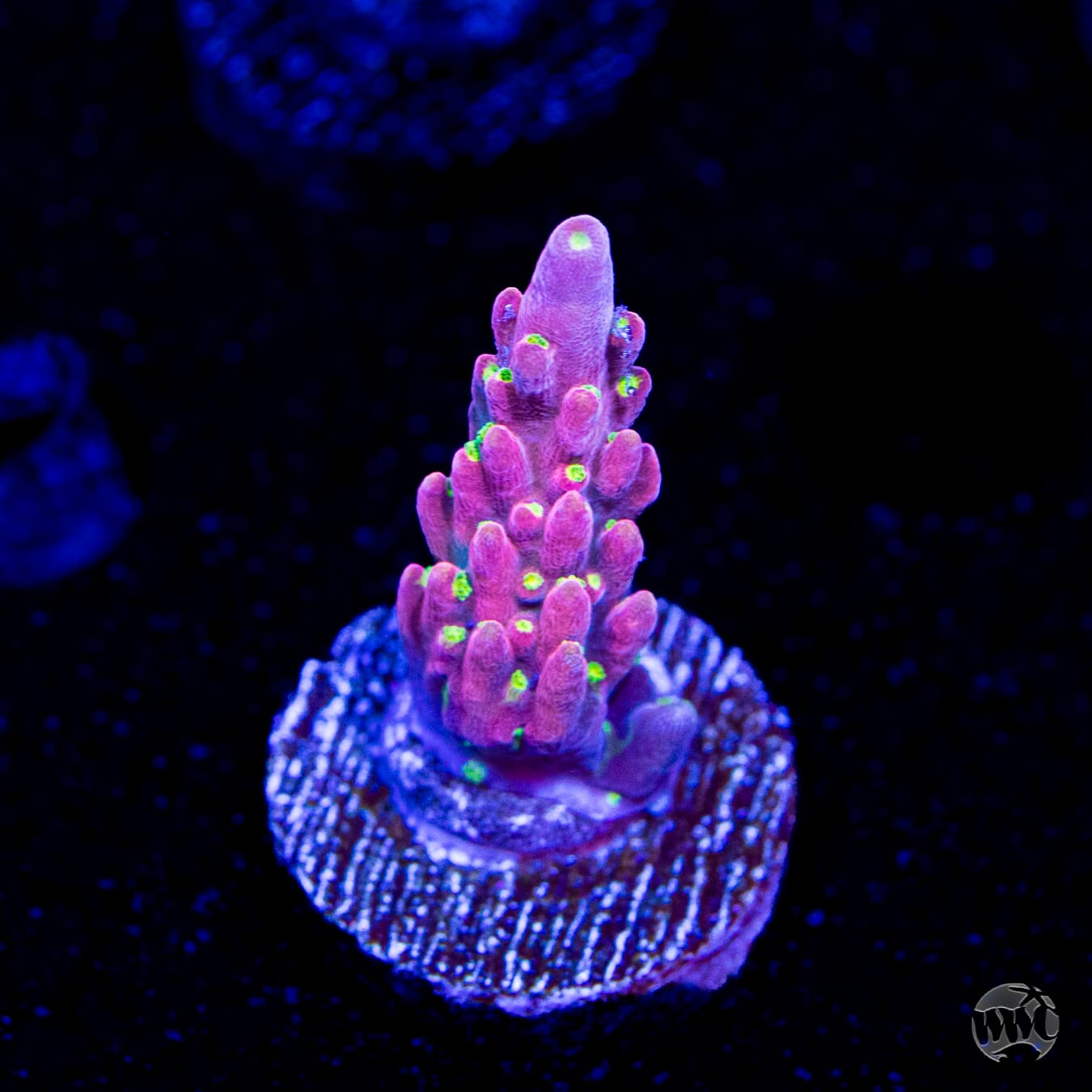 WWC Fruit Mix Acropora