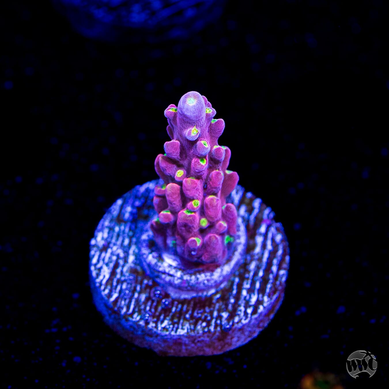 WWC Fruit Mix Acropora