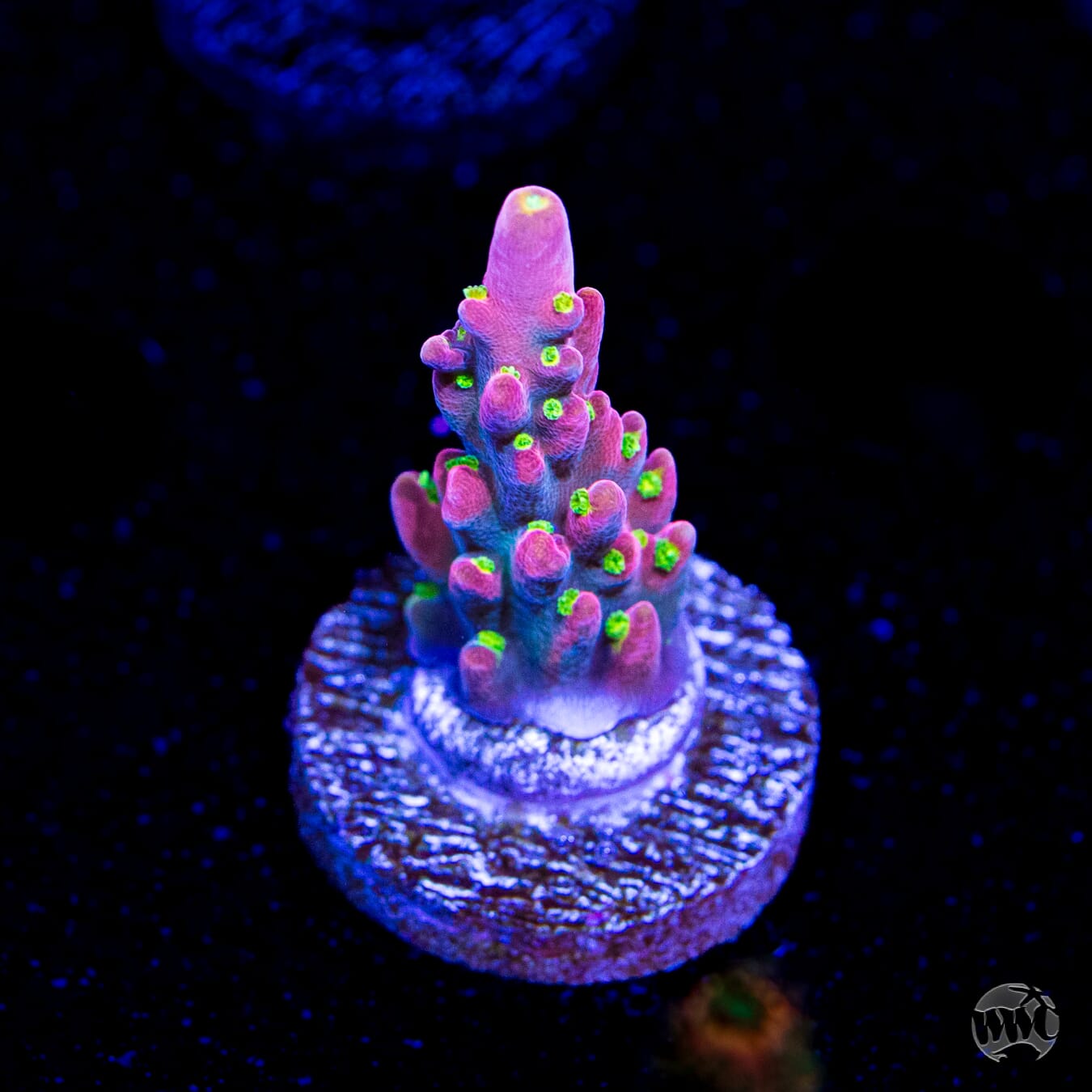 WWC Fruit Mix Acropora