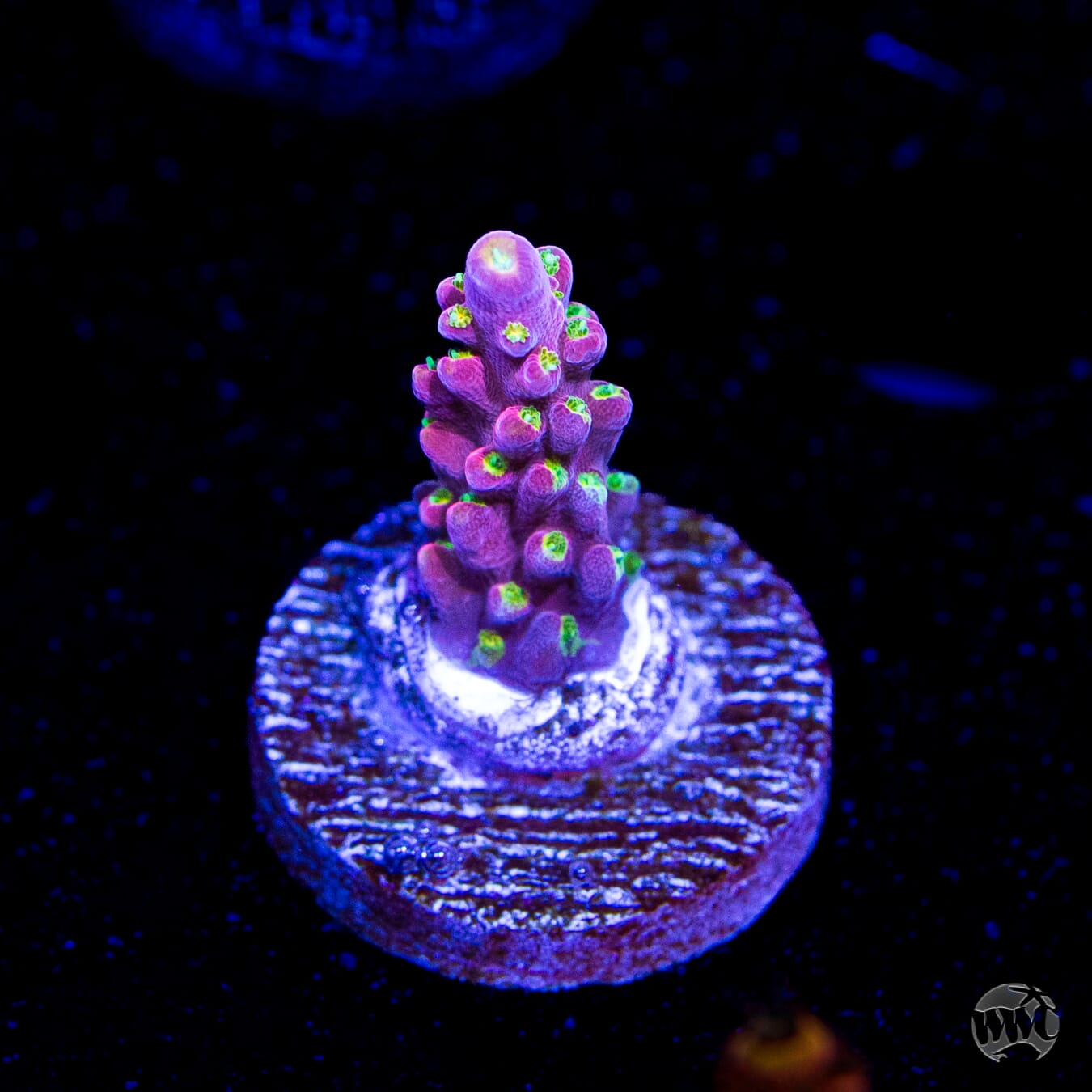 WWC Fruit Mix Acropora