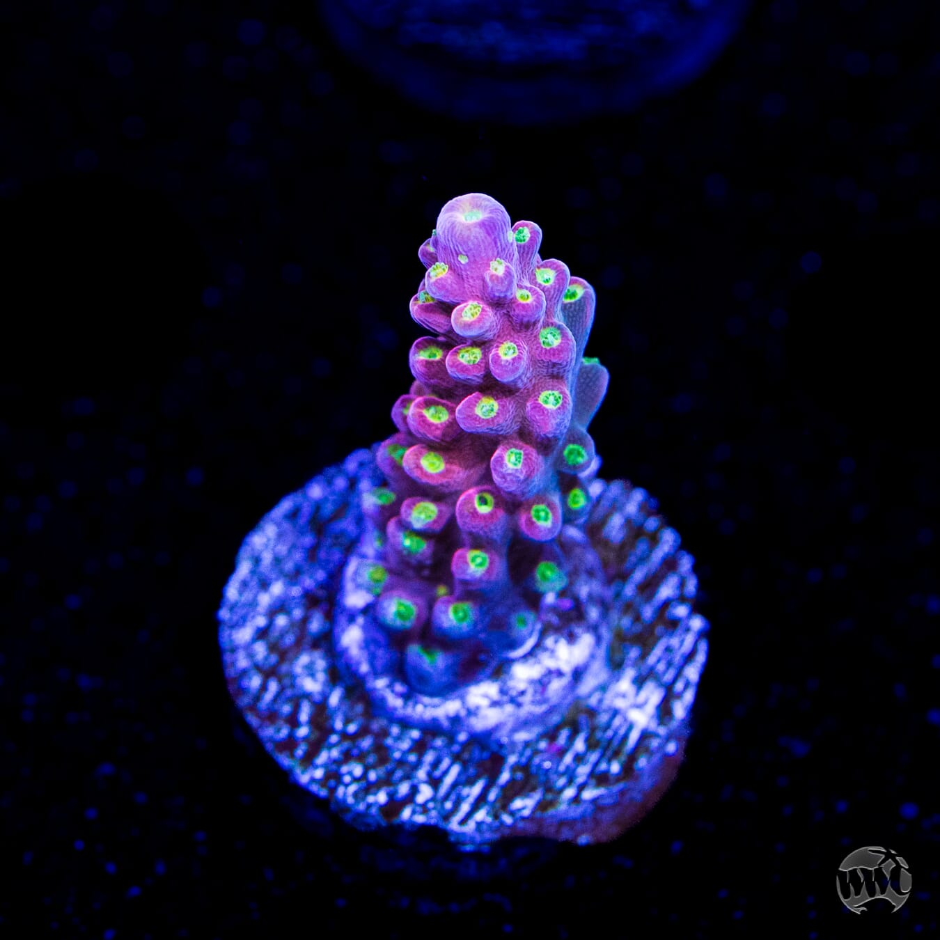 WWC Fruit Mix Acropora