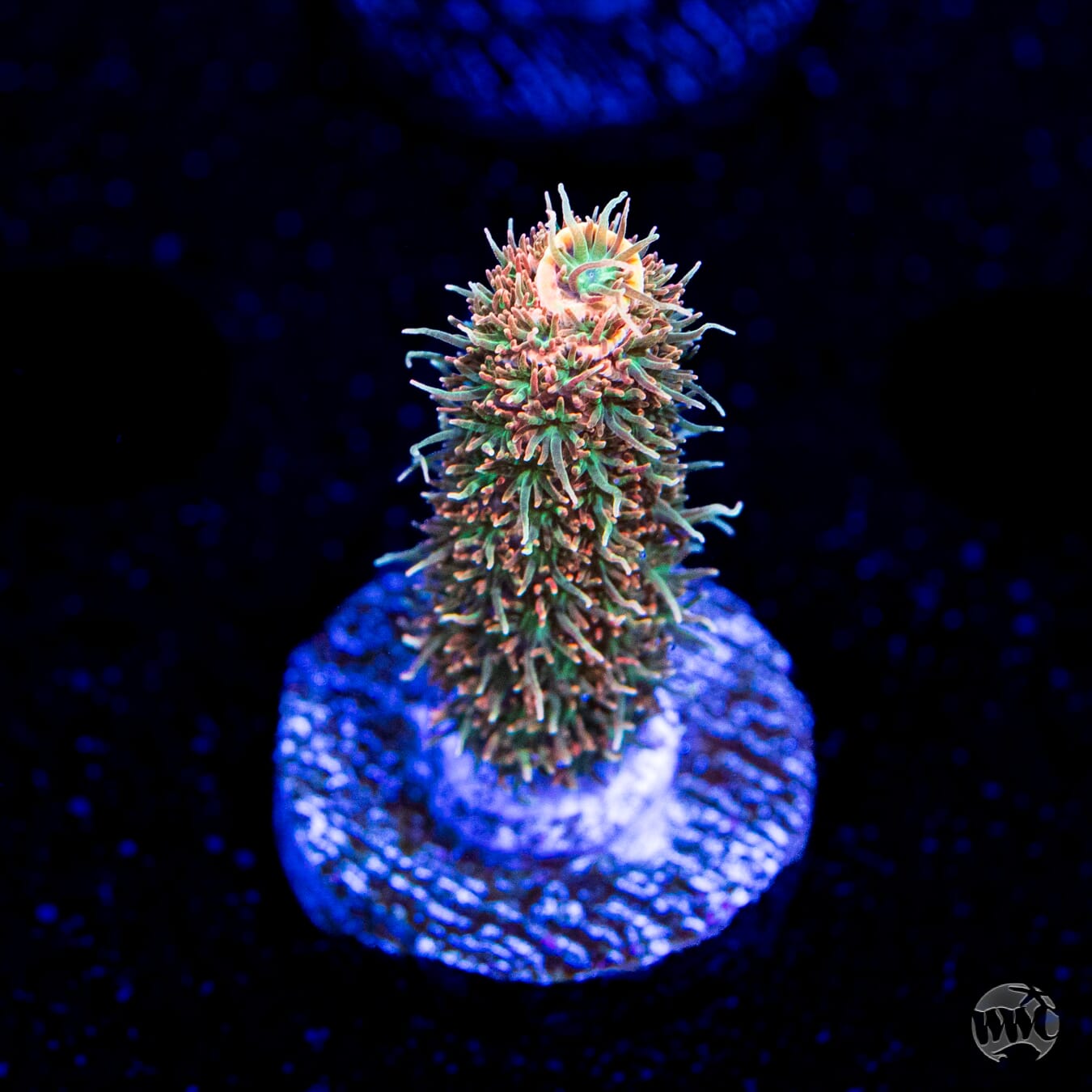 WWC Milli Cyrus Acropora