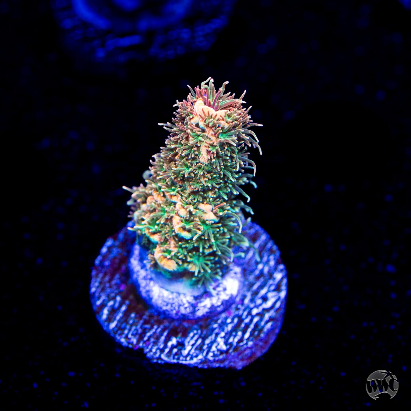 WWC Milli Cyrus Acropora