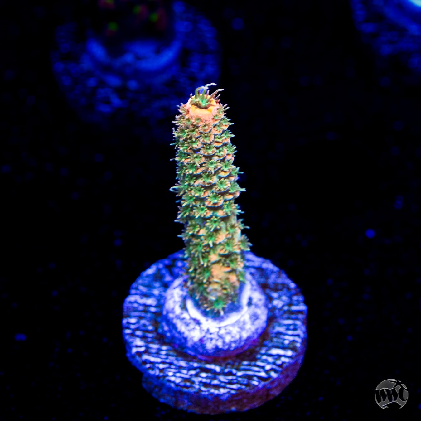 WWC Milli Cyrus Acropora