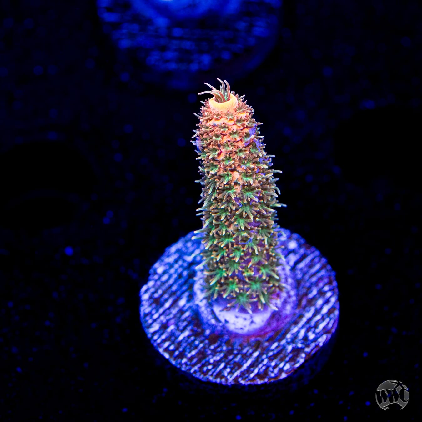 WWC Milli Cyrus Acropora