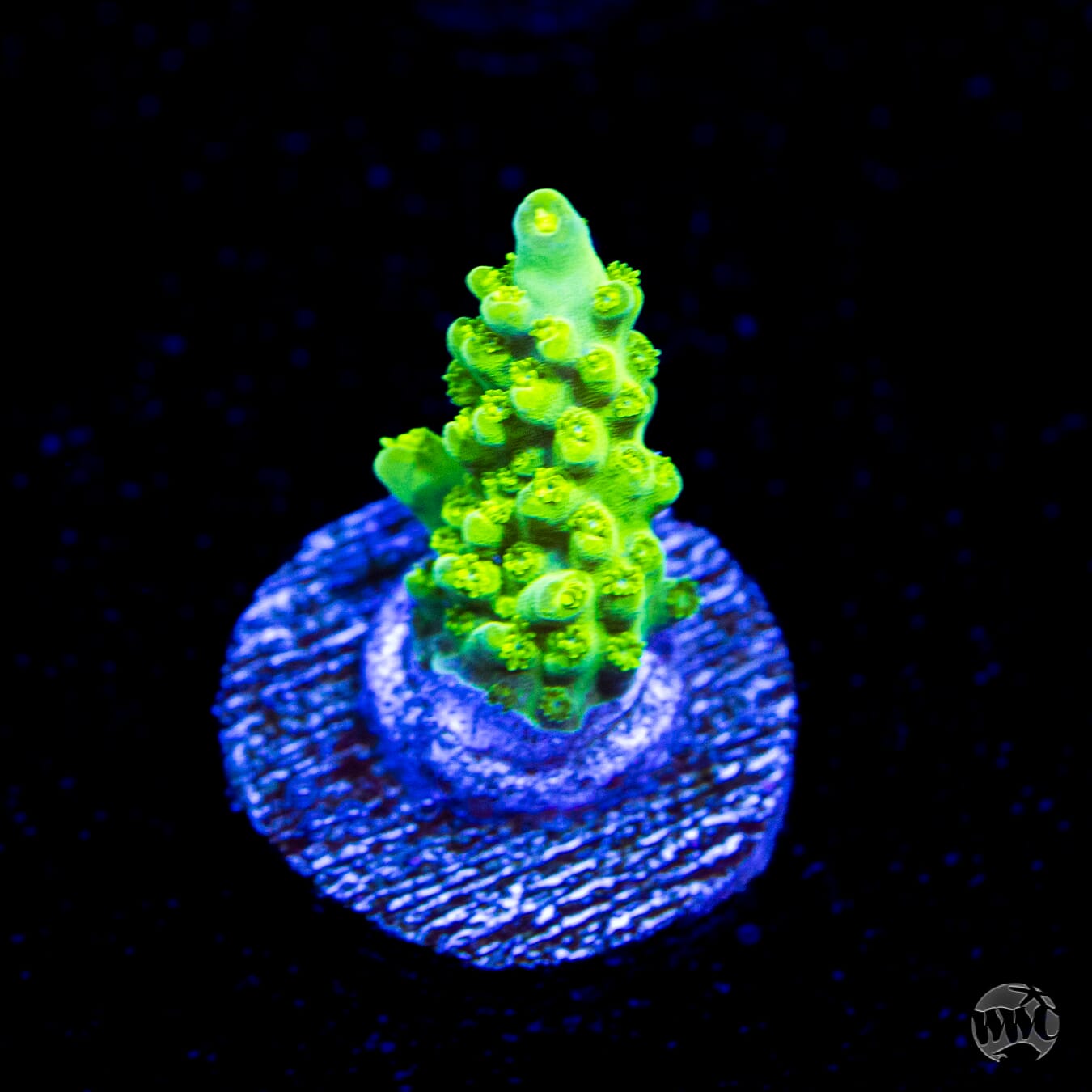 WWC Cowabunga Acropora