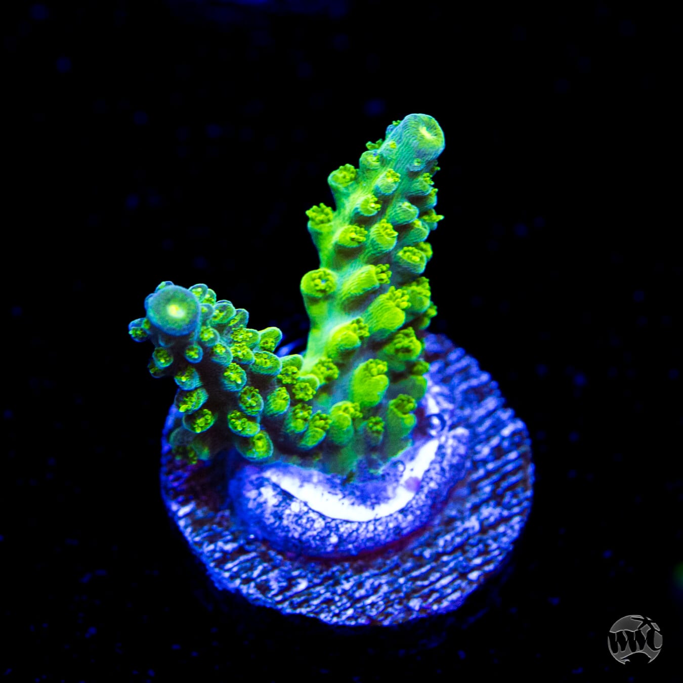 WWC Cowabunga Acropora