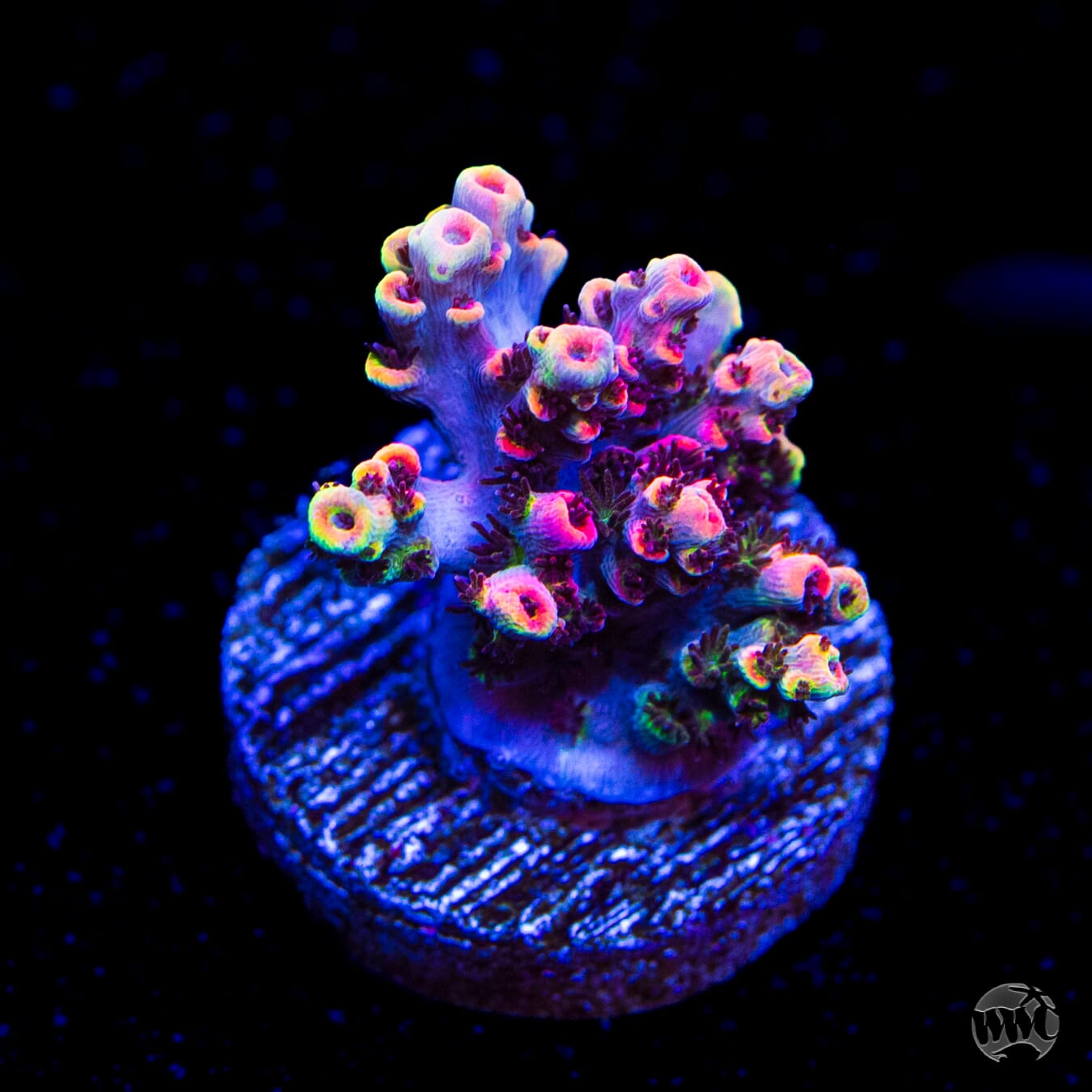 WWC Man of Steel Acropora