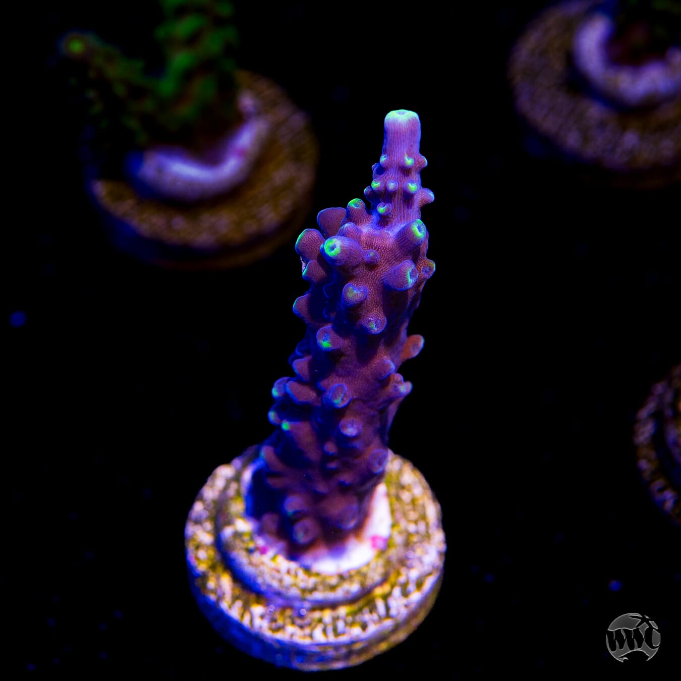 Ultimate Stag Acropora