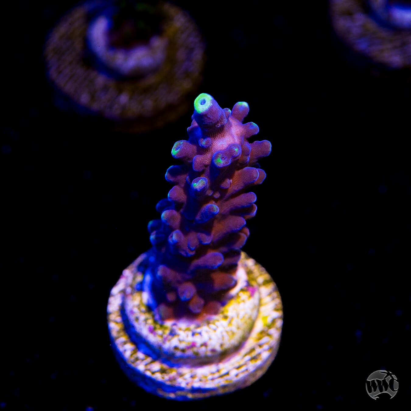 Ultimate Stag Acropora