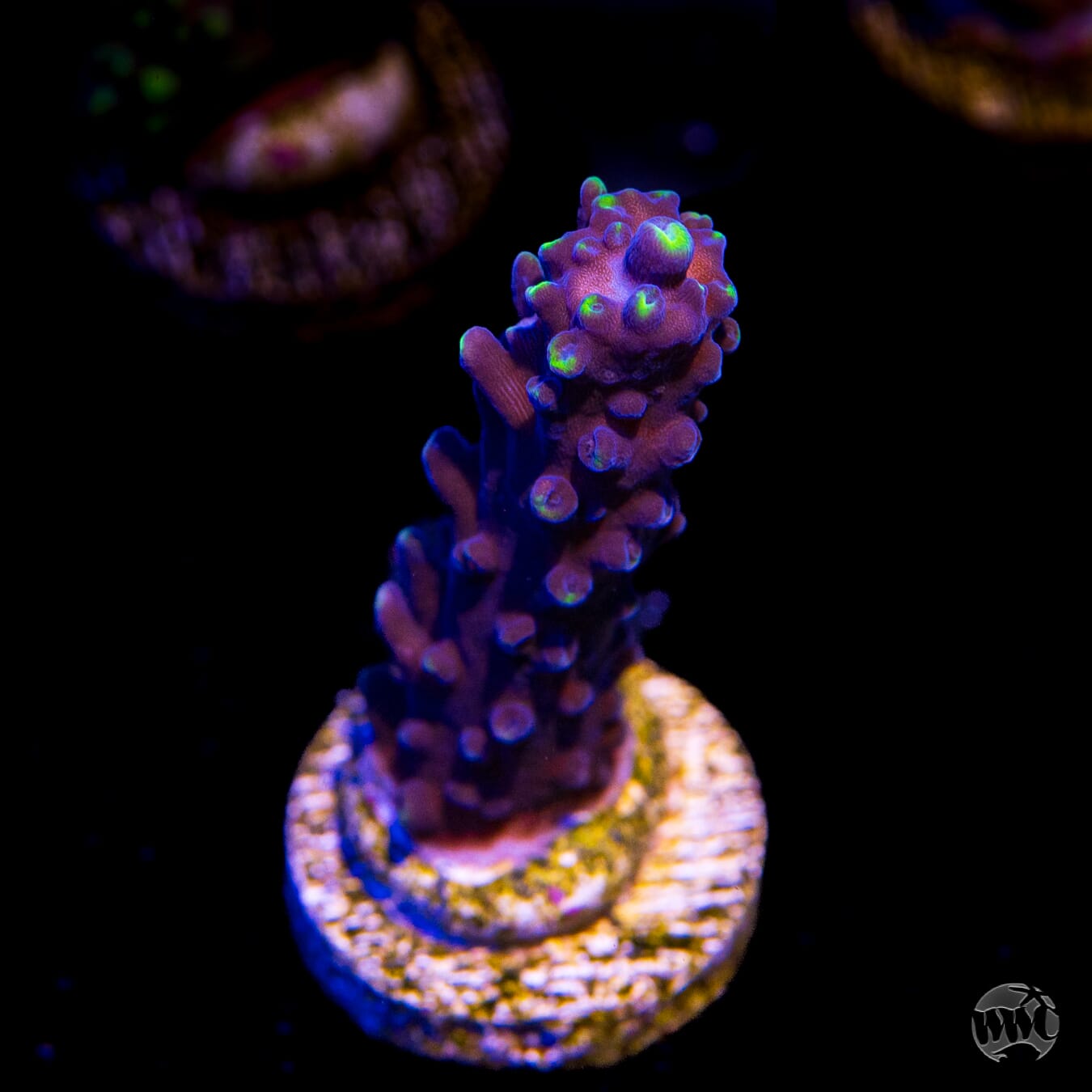 Ultimate Stag Acropora