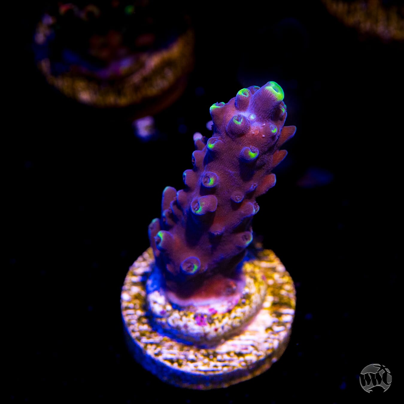 Ultimate Stag Acropora