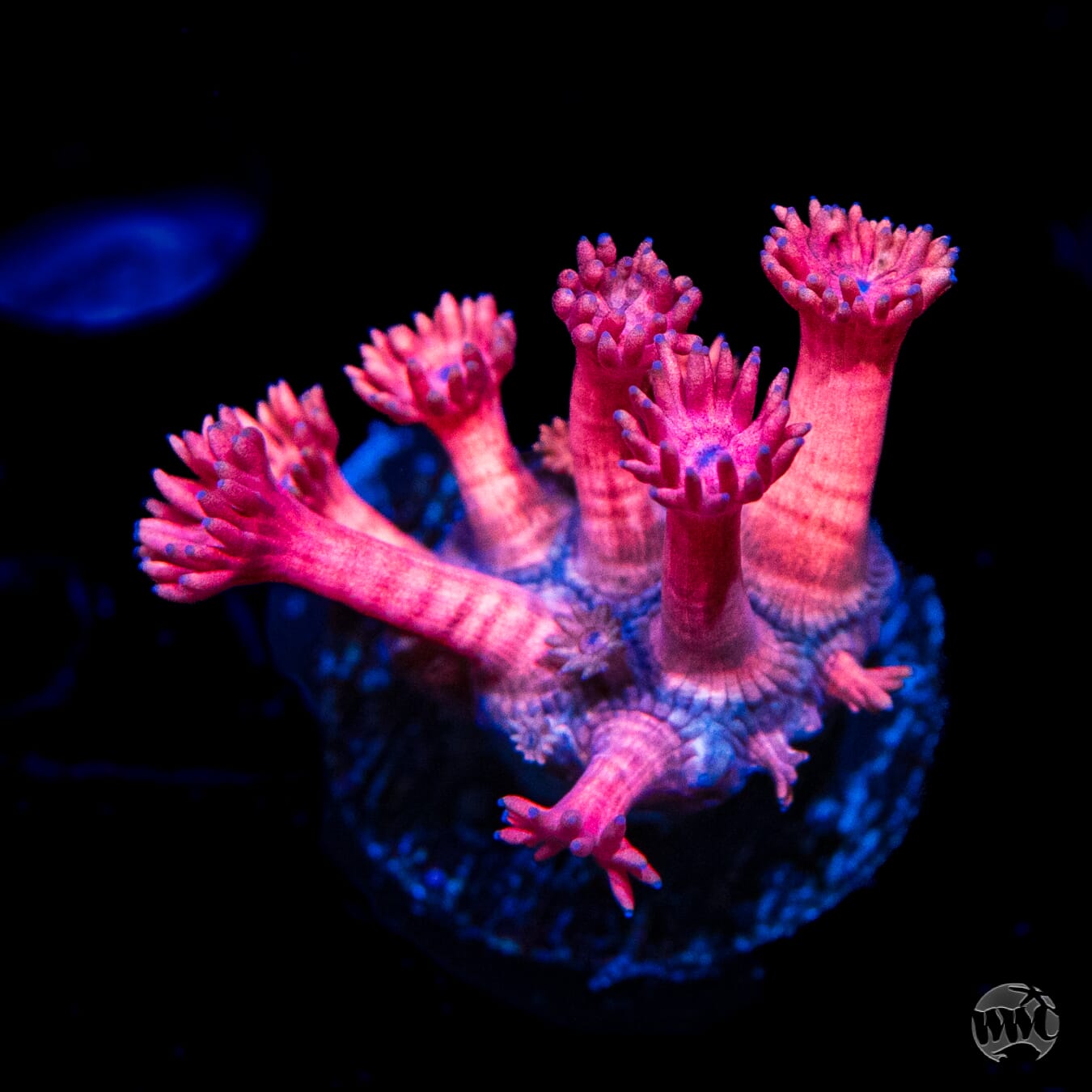 Pink Flamingo Goniopora