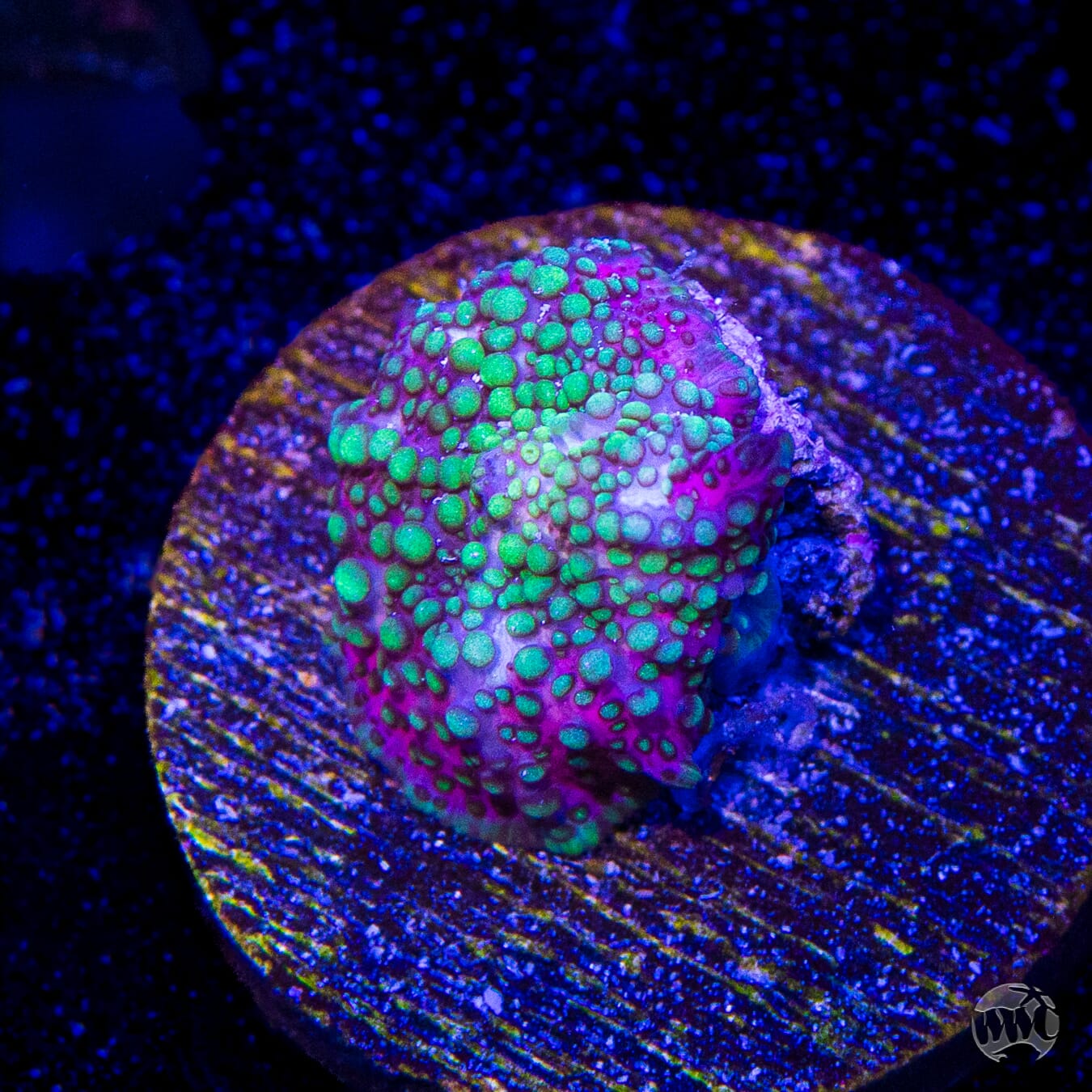 Lava Lamp Disco Mushroom