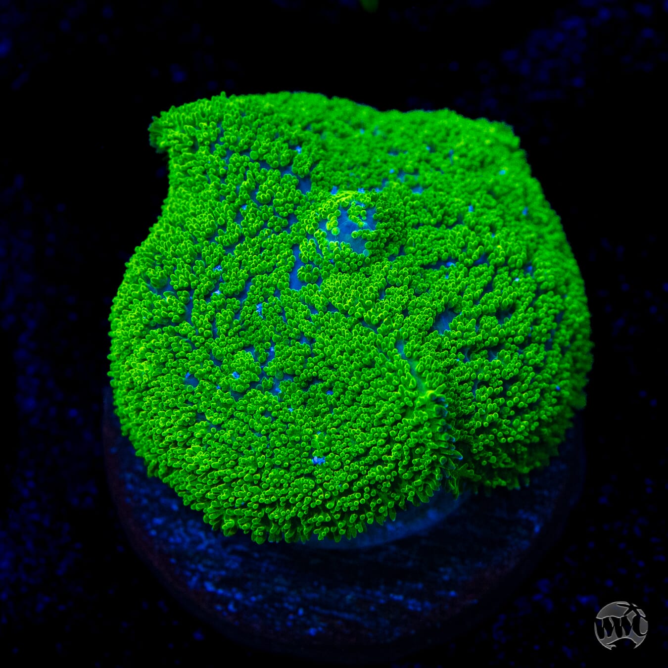 Fuzzy Neon Rhodactis Mushroom