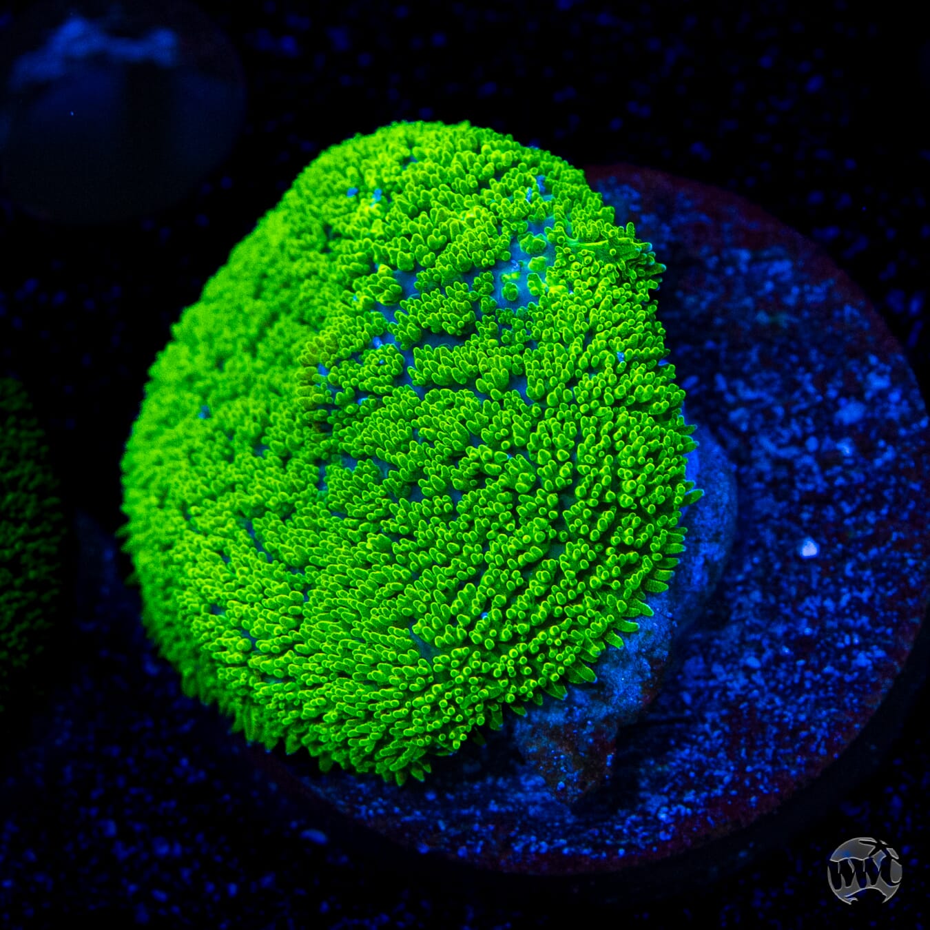 Fuzzy Neon Rhodactis Mushroom