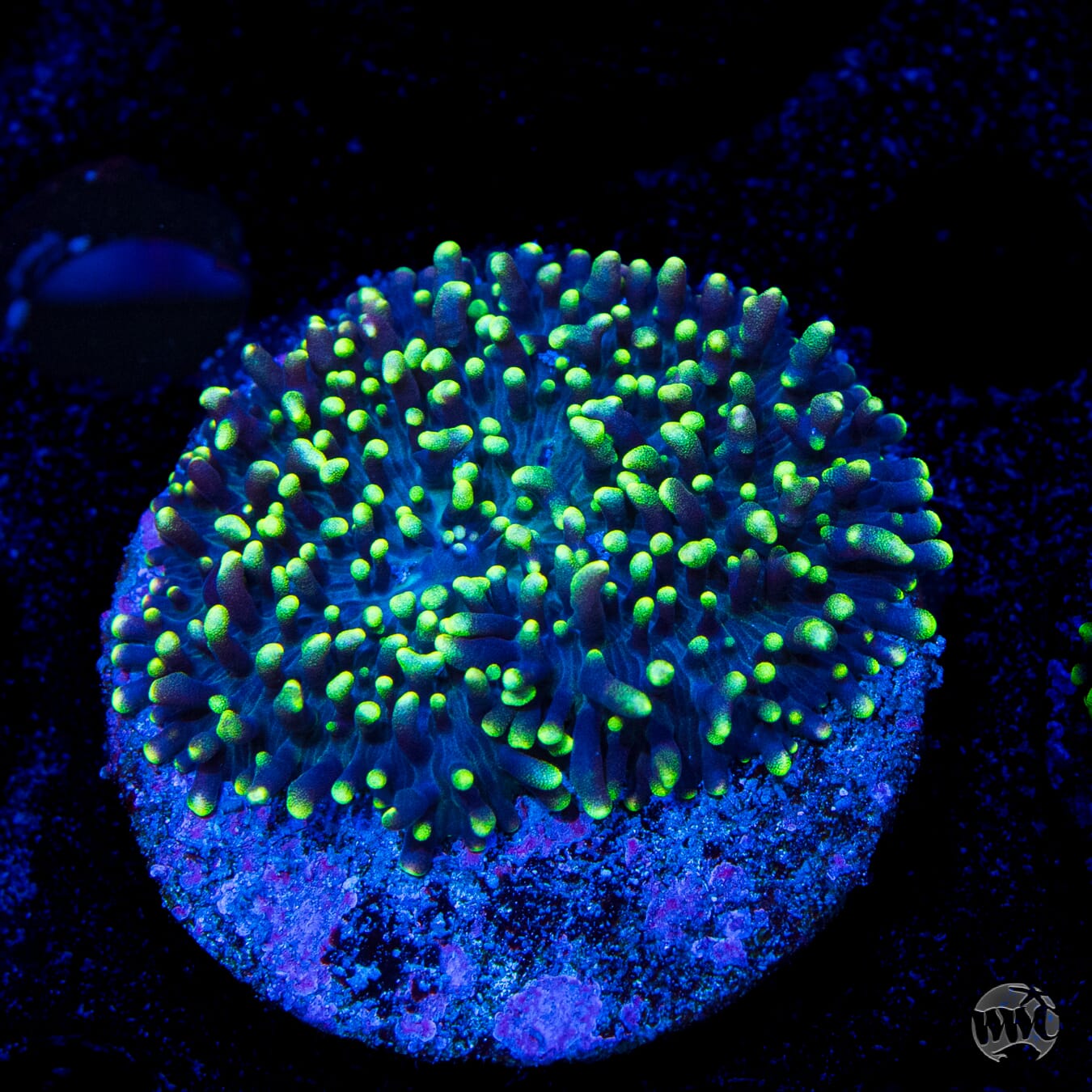 WWC Neon Hairy Rhodactis Mushroom