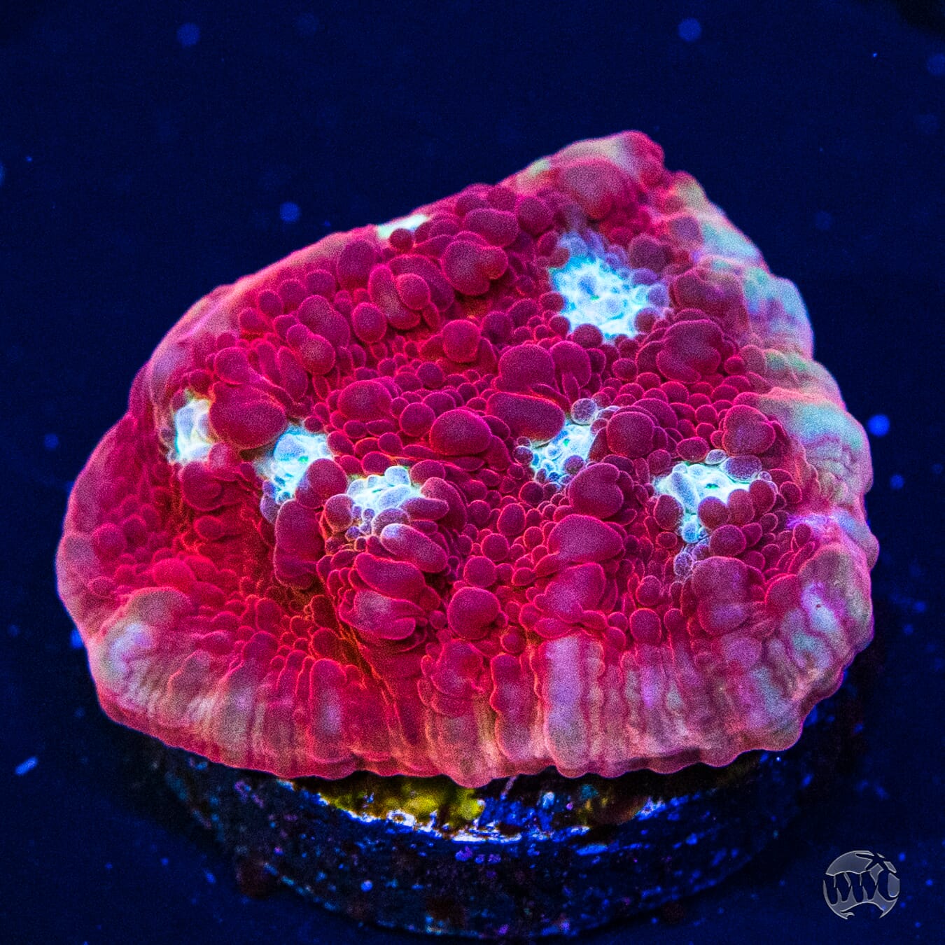 WWC Scarlet Ninja Chalice Coral