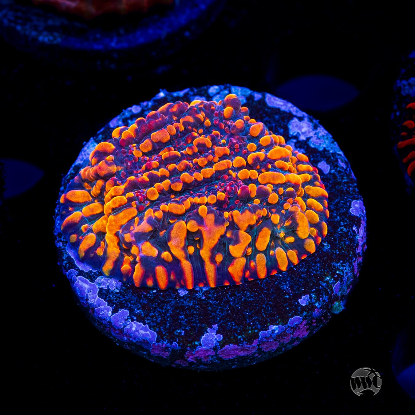 CC Cloudberries Chalice