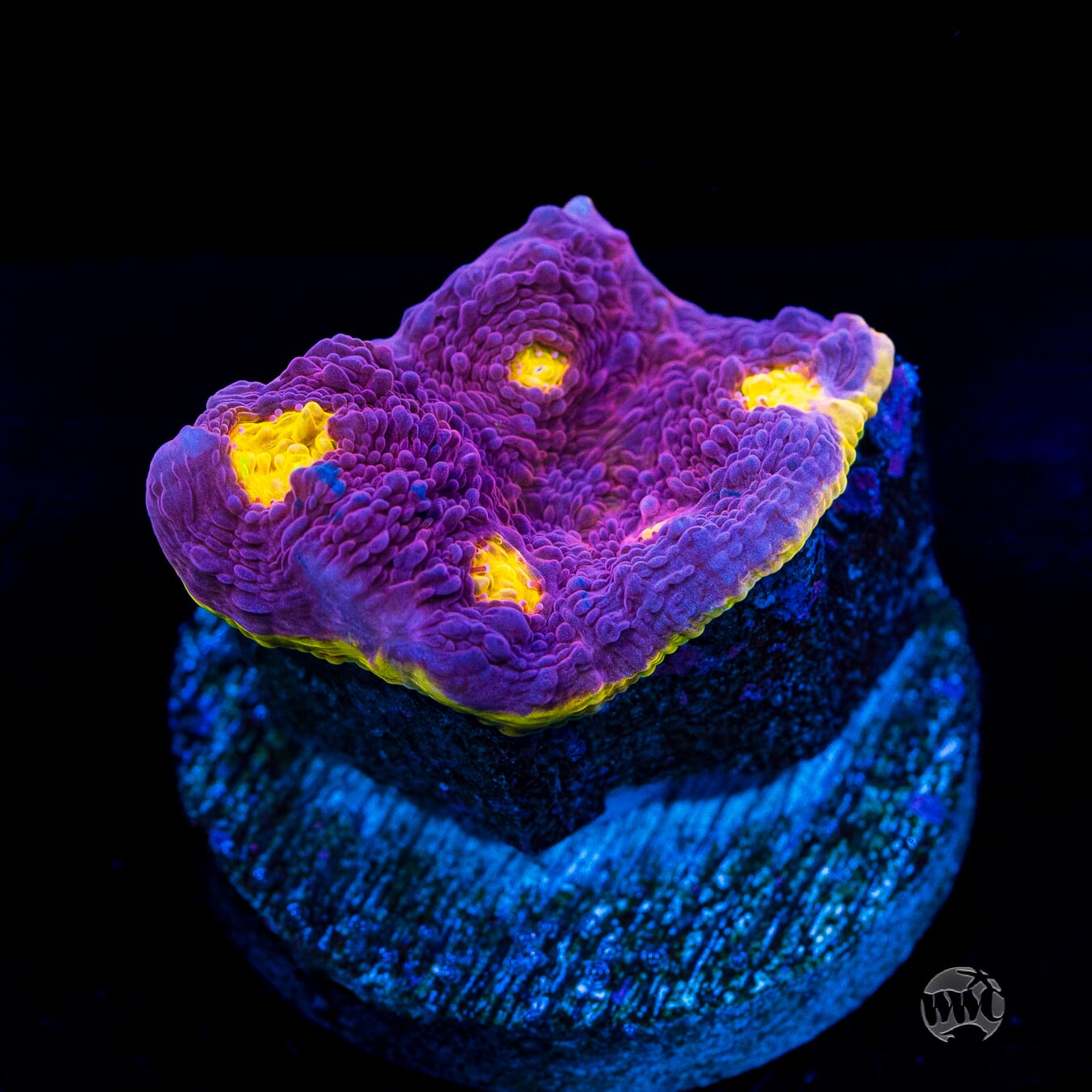 WWC Banana Boom Chalice