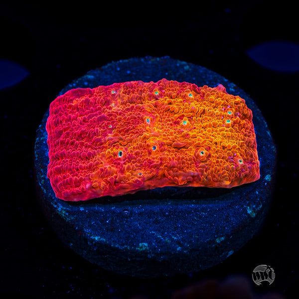 POTO Rainbow Peacock Chalice