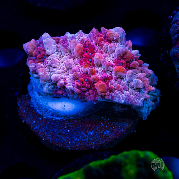 WWC Freezer Burn Bounce Chalice