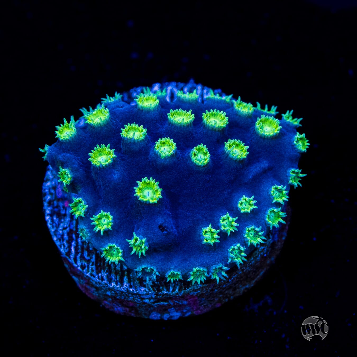 WWC Purple Scroll Turbinaria