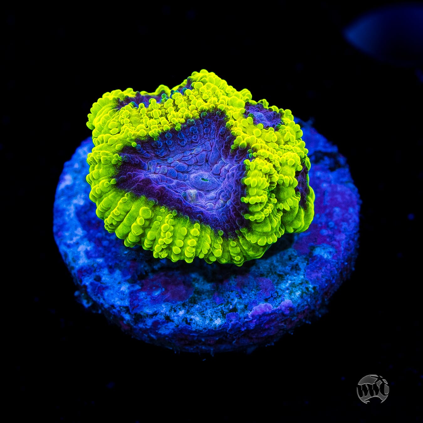 WWC Space Monkey Favia