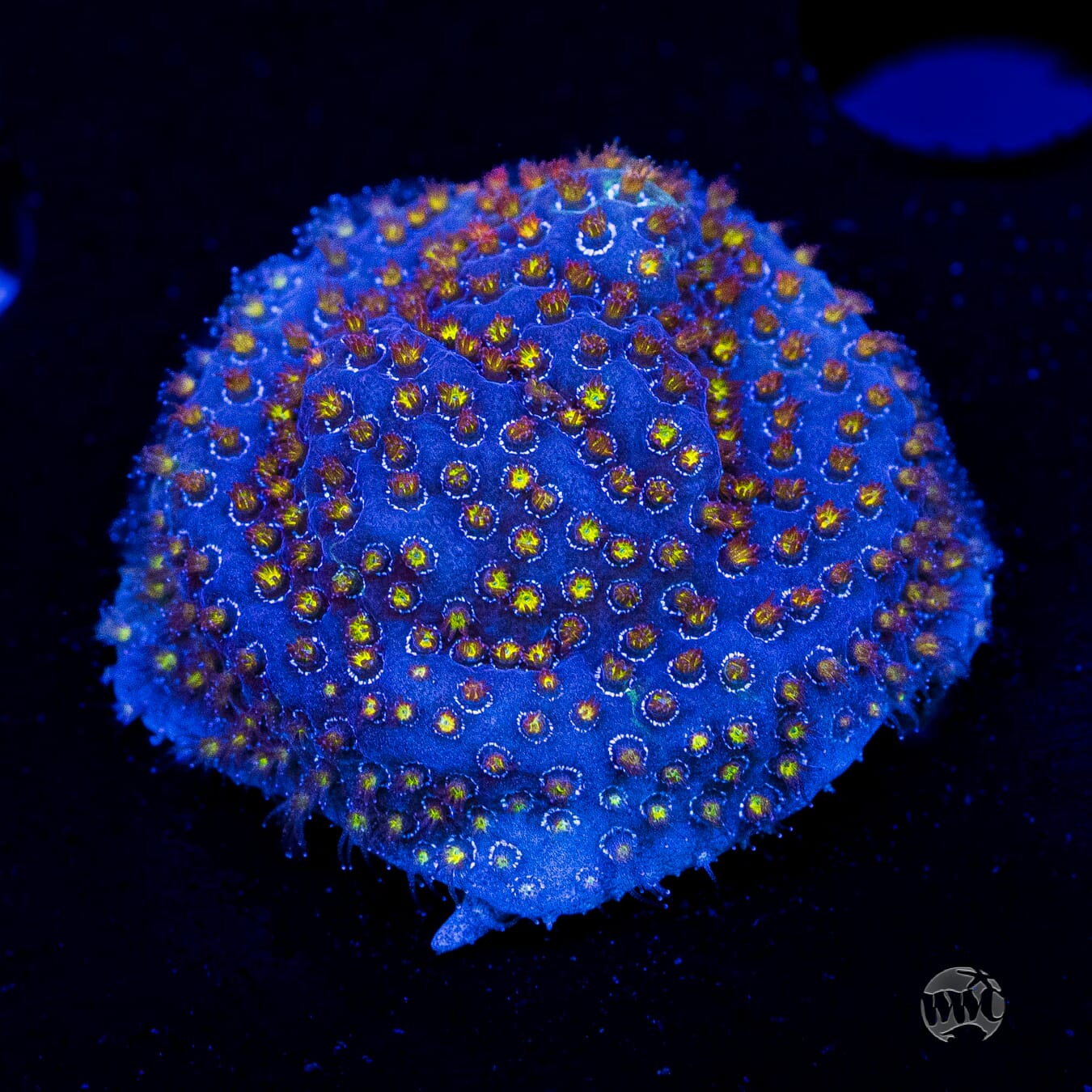 WWC Firestone Stylocoeniella