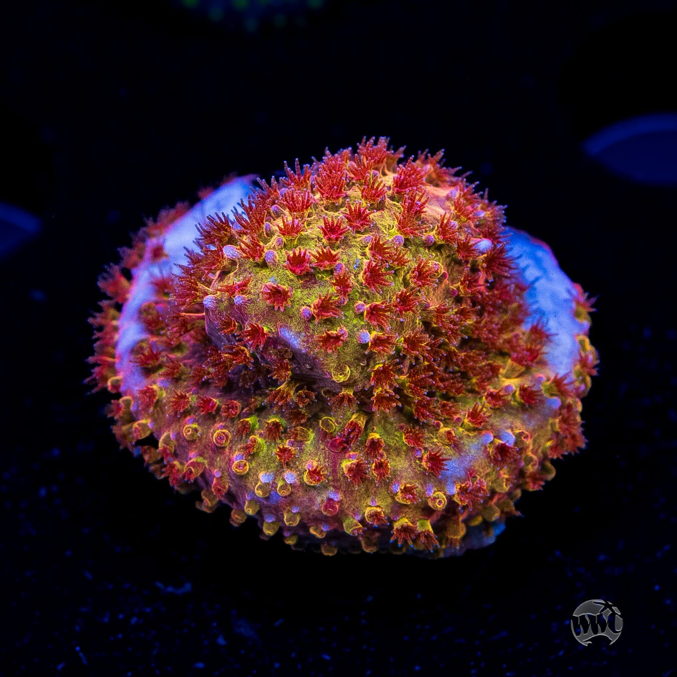 Jason Fox Burning Banana Stylocoeniella