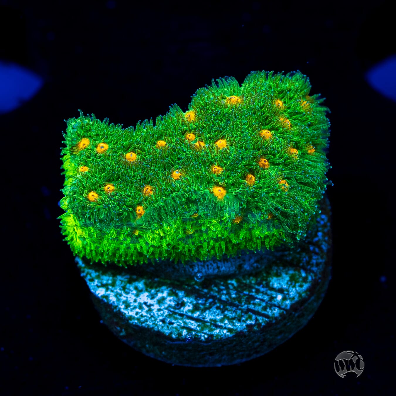 WWC Harvest Moon Psammocora