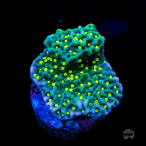 Jason Fox Frankies Hot Pink Rim Montipora