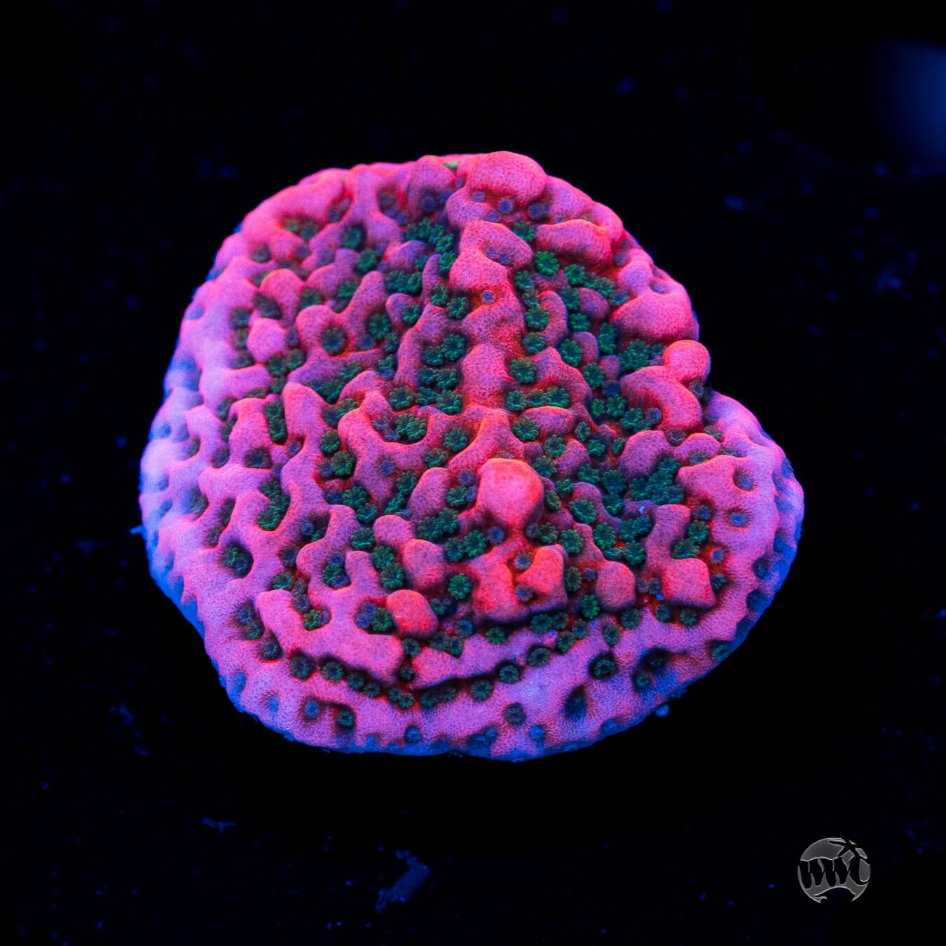 WWC Cherry Tree Montipora