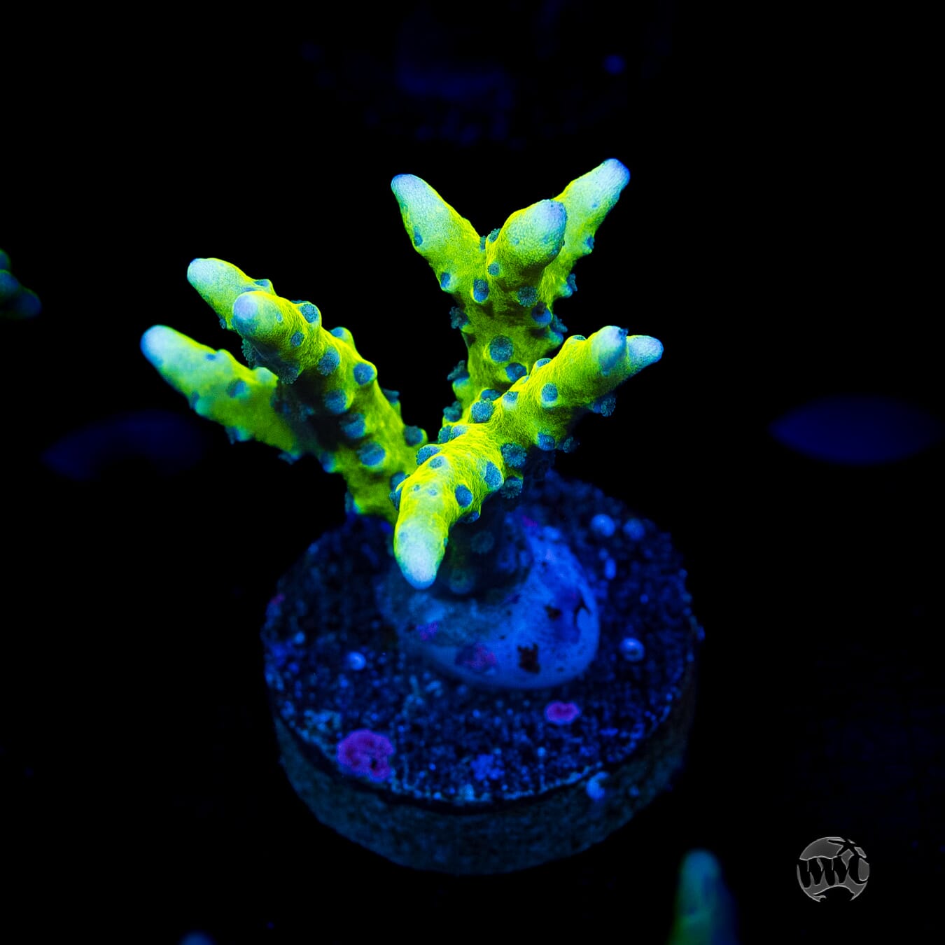WWC Banana Hammock Anacropora