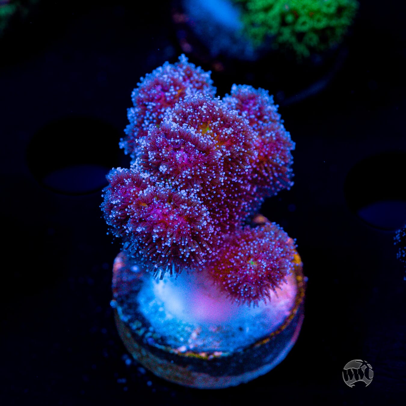 WWC Rainbow Pocillopora