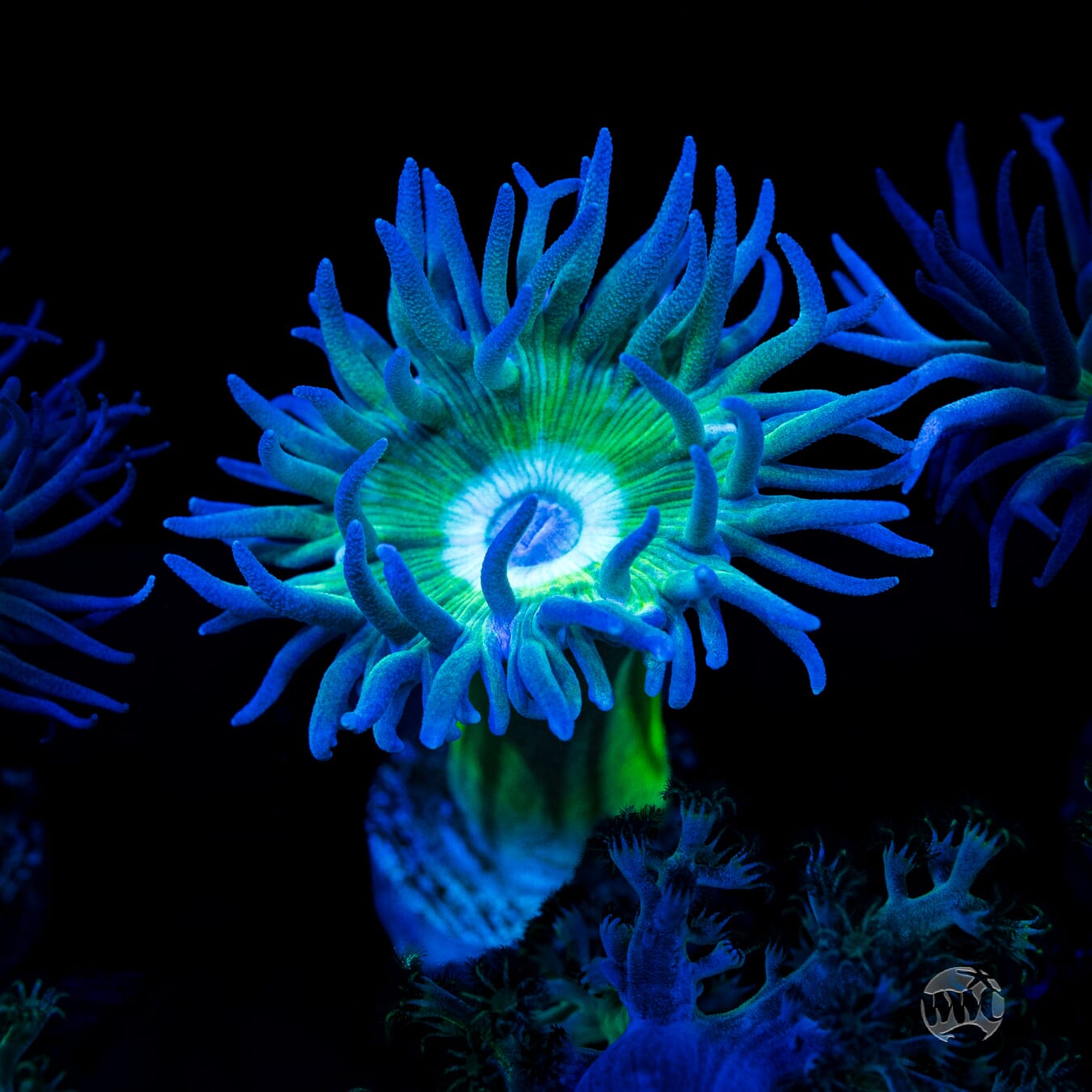 Lavender Tipped Duncan