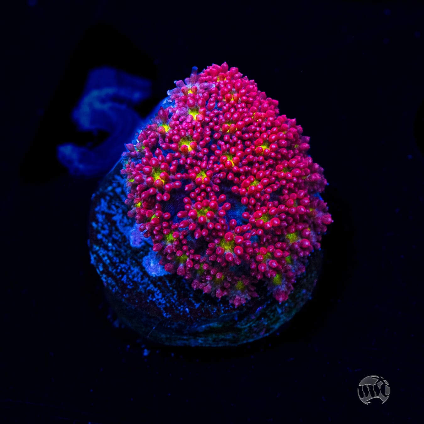 WWC Fruit Loopz Micro Goniopora