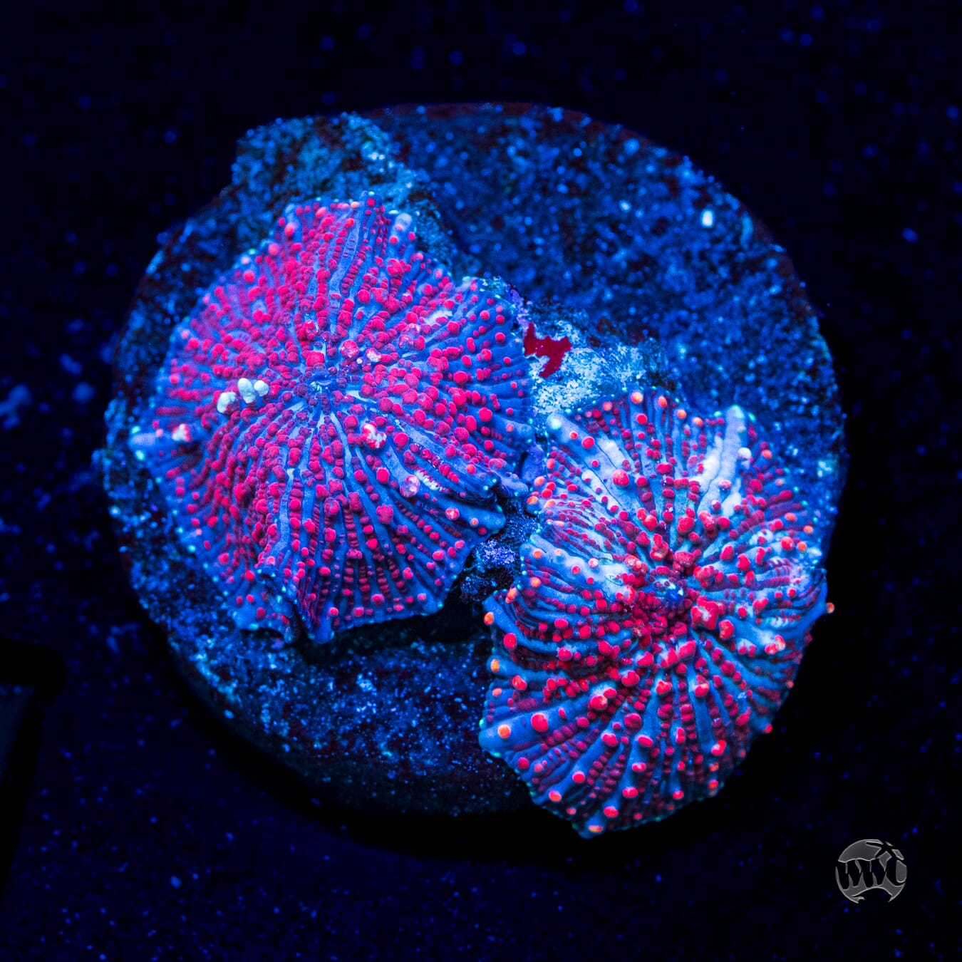 Nebula Disco Mushroom