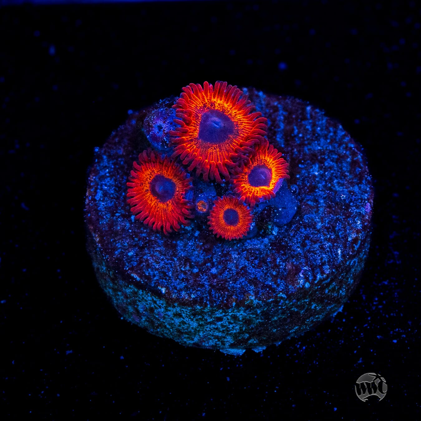 Kedds Reds Zoanthids