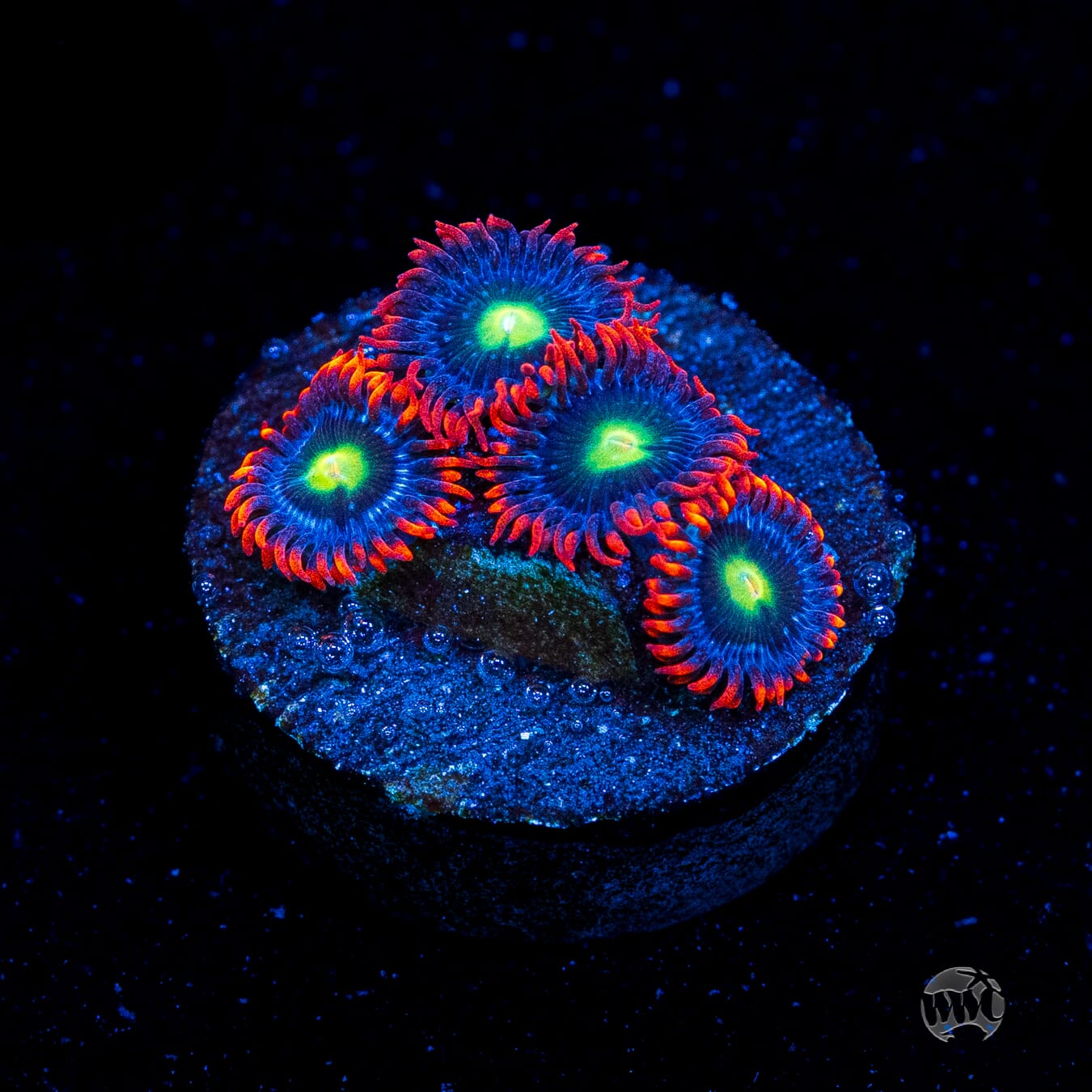 WWC Monster Mash Zoanthids