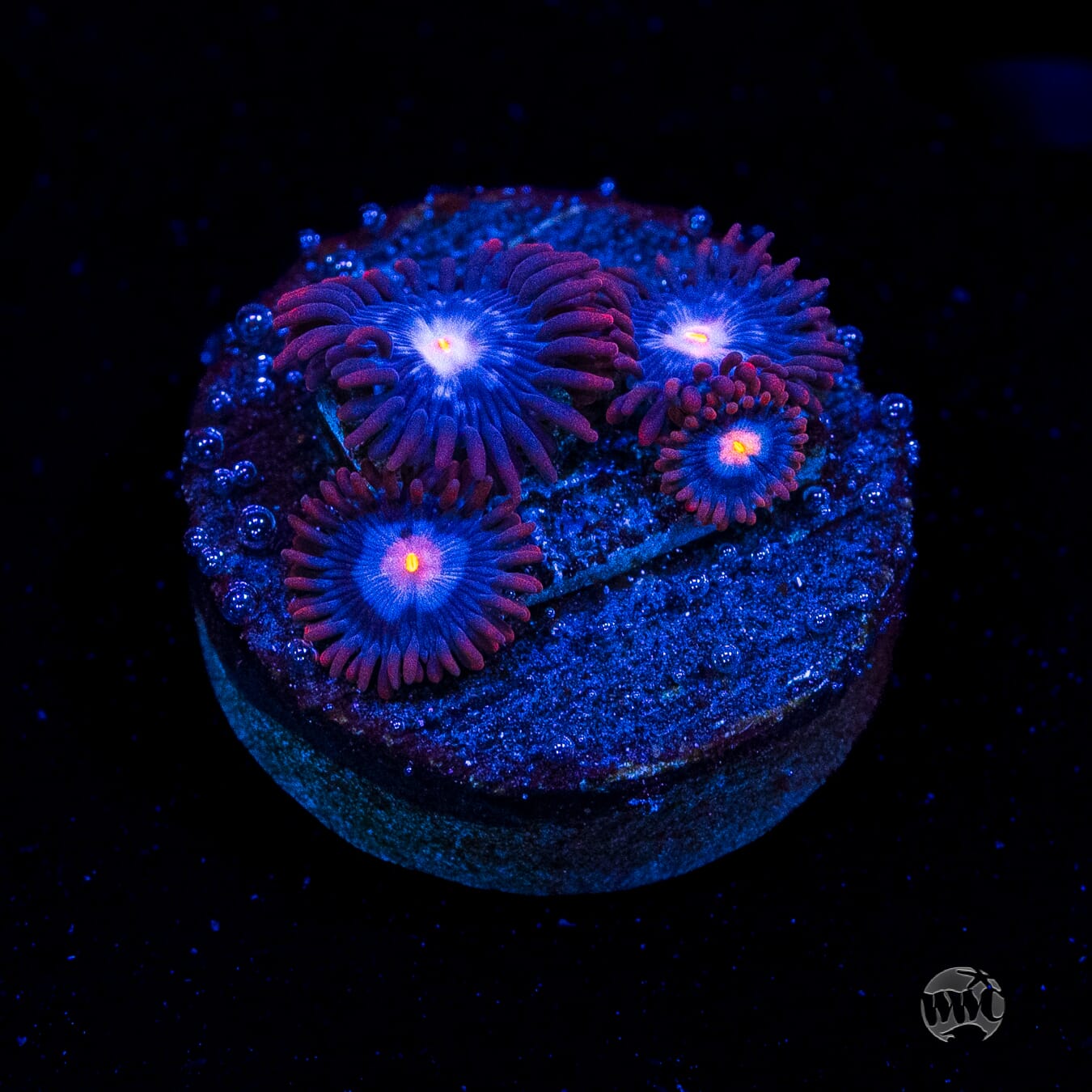 WWC Blue Steel Zoanthids