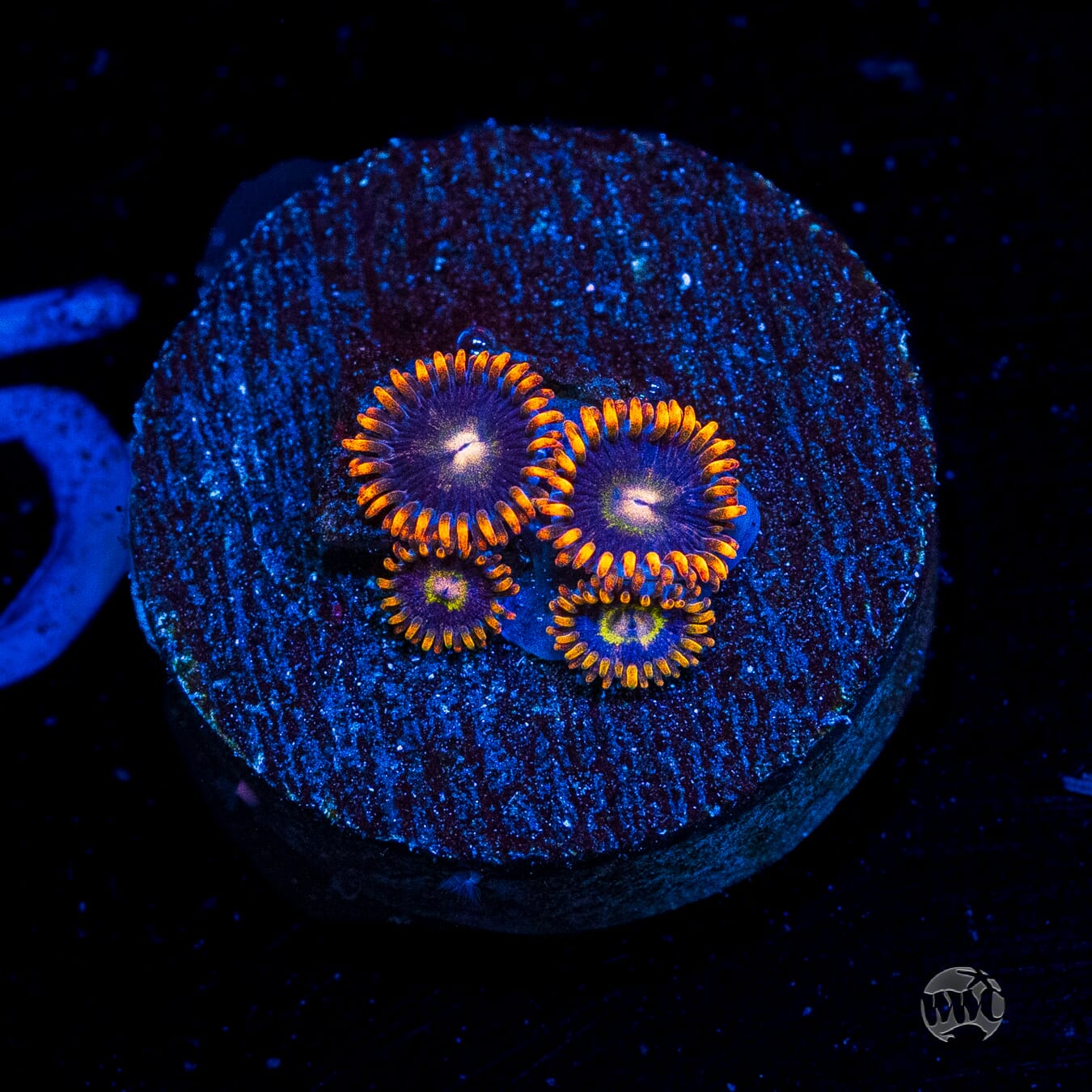 Rainbow Hornet Zoanthids